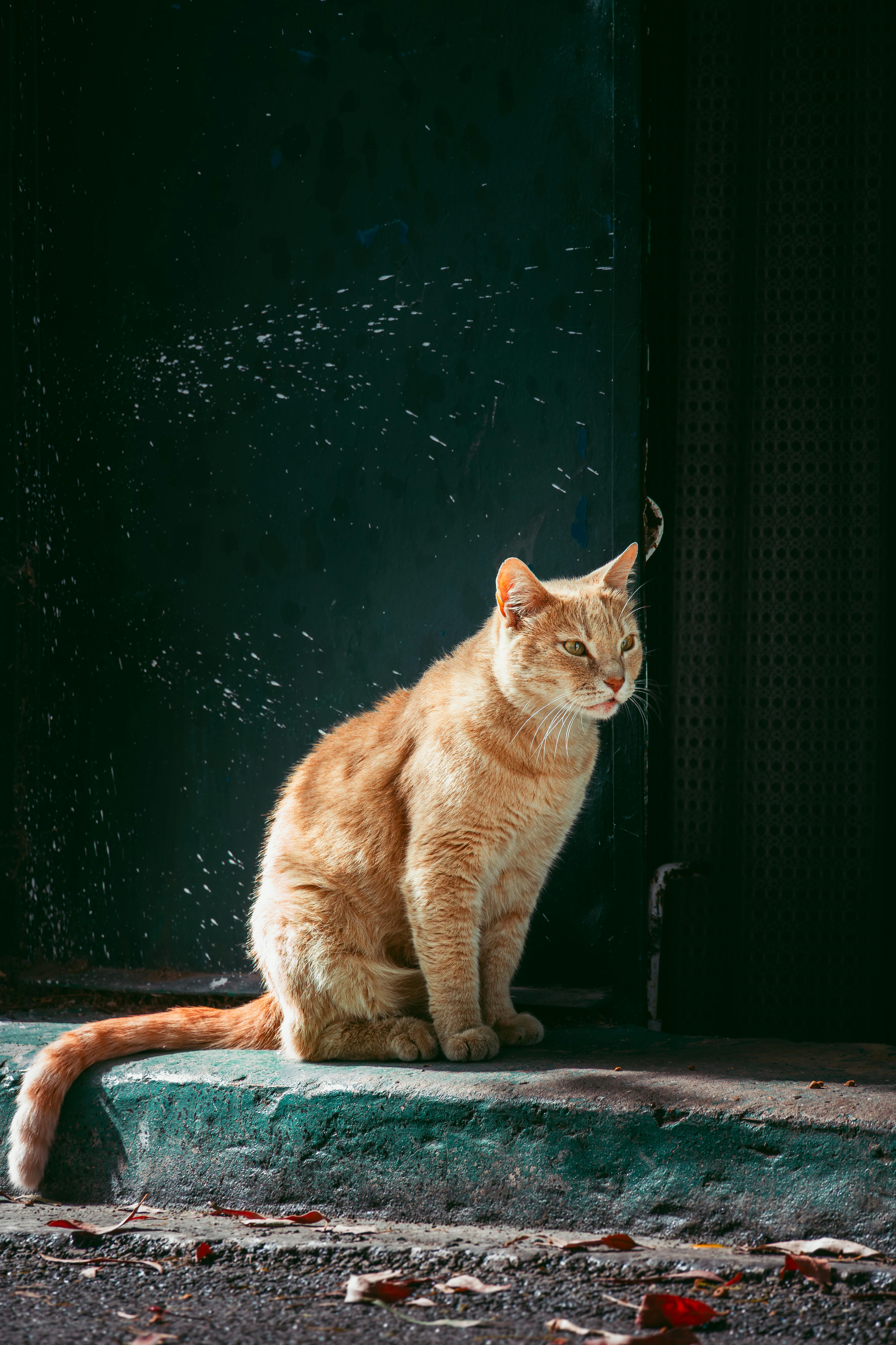 A ginger cat basks in the warm sunlight on a street in Tangier, Morocco.
