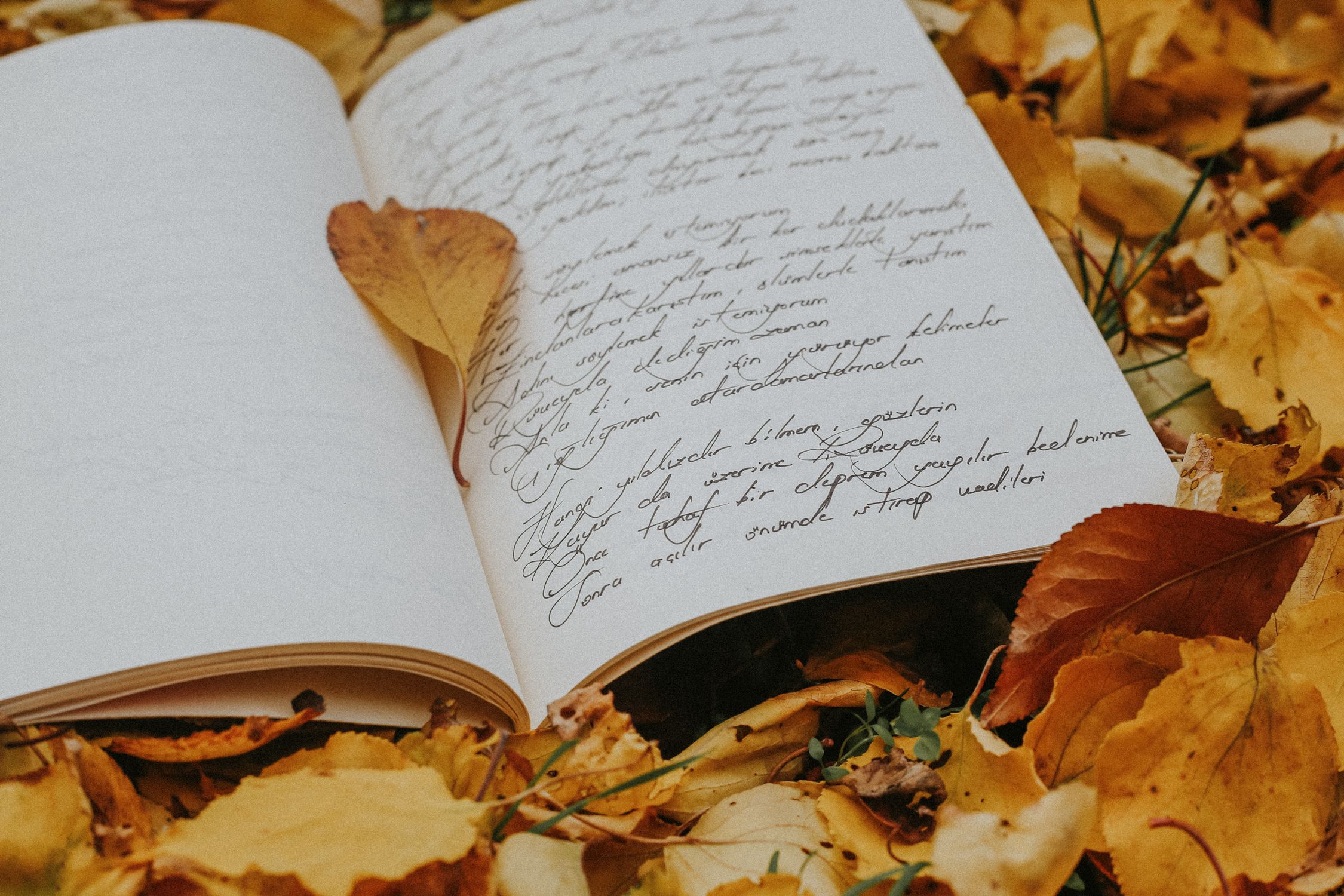 Open Book with Leaves in Autumn Setting · Free Stock Photo