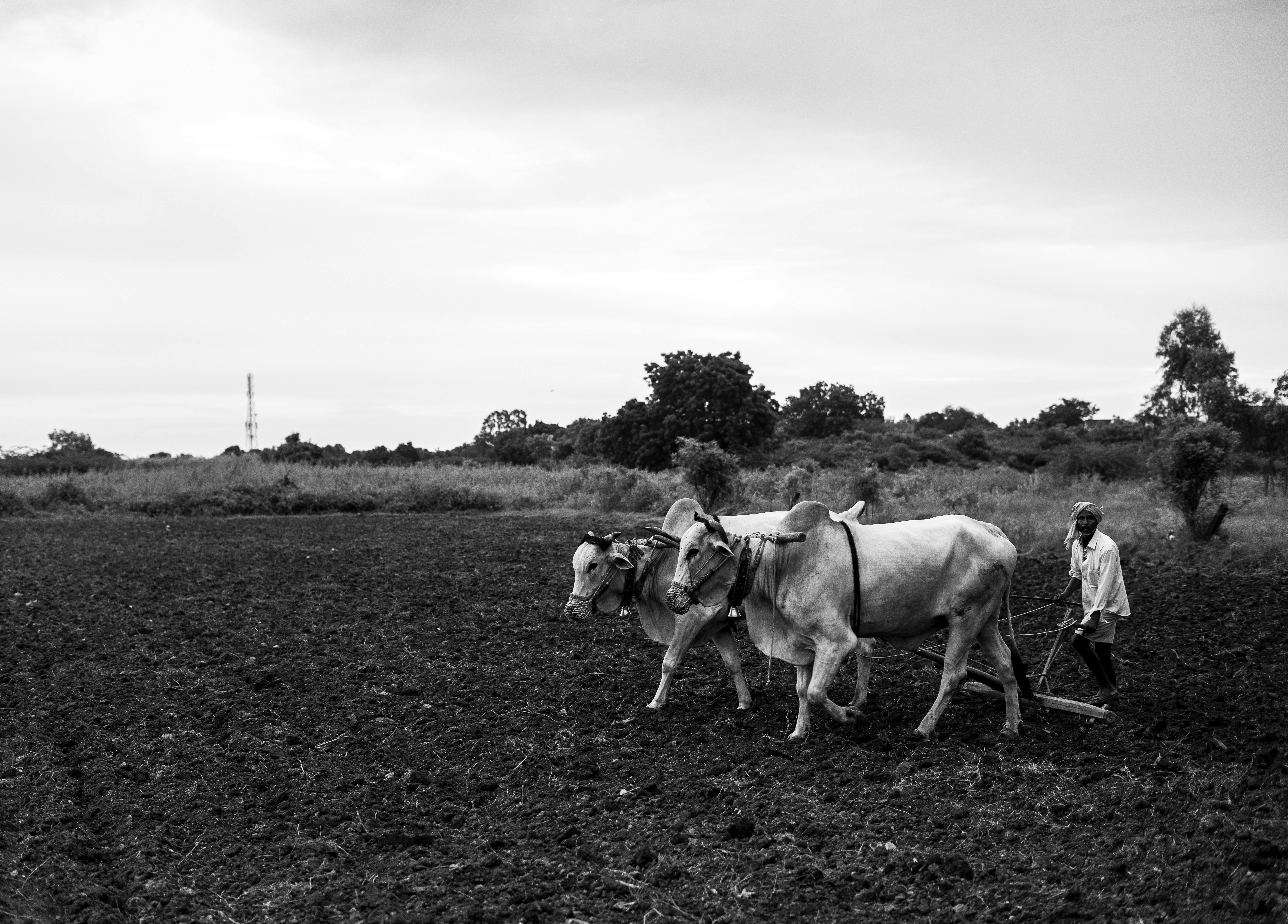 Parapiptadenia rigida: Cultivo, Manejo y Valor Ecosistémico del Viraró