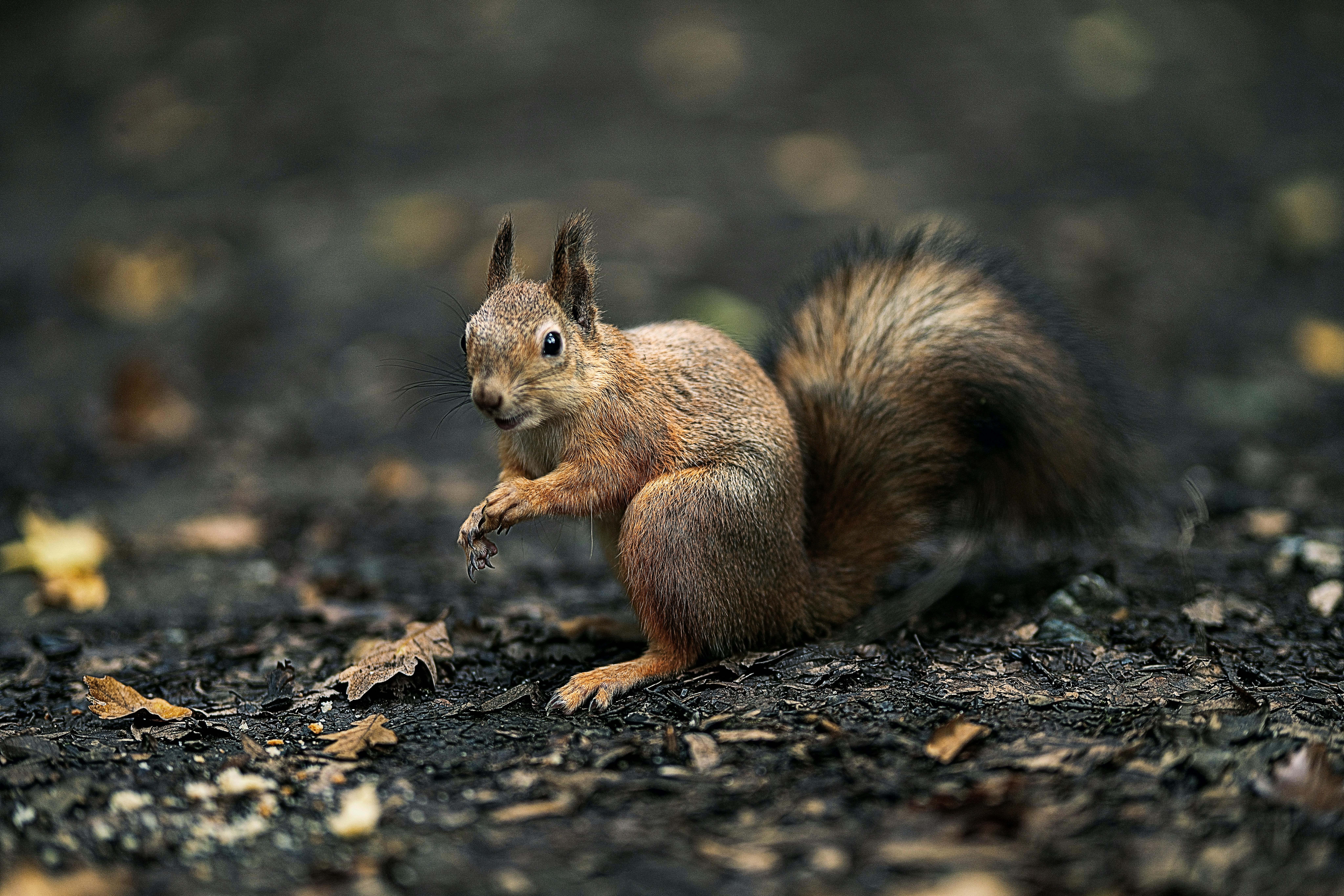 curiosidade dos animais