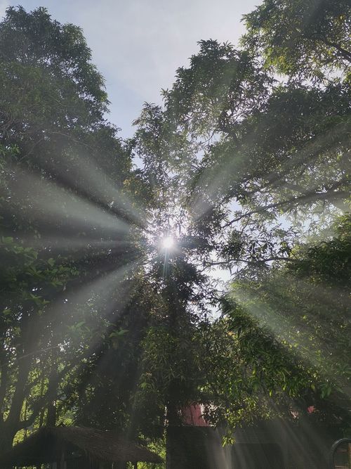 Free Bright sunlight filters through lush green foliage, creating a serene nature scene. Stock Photo