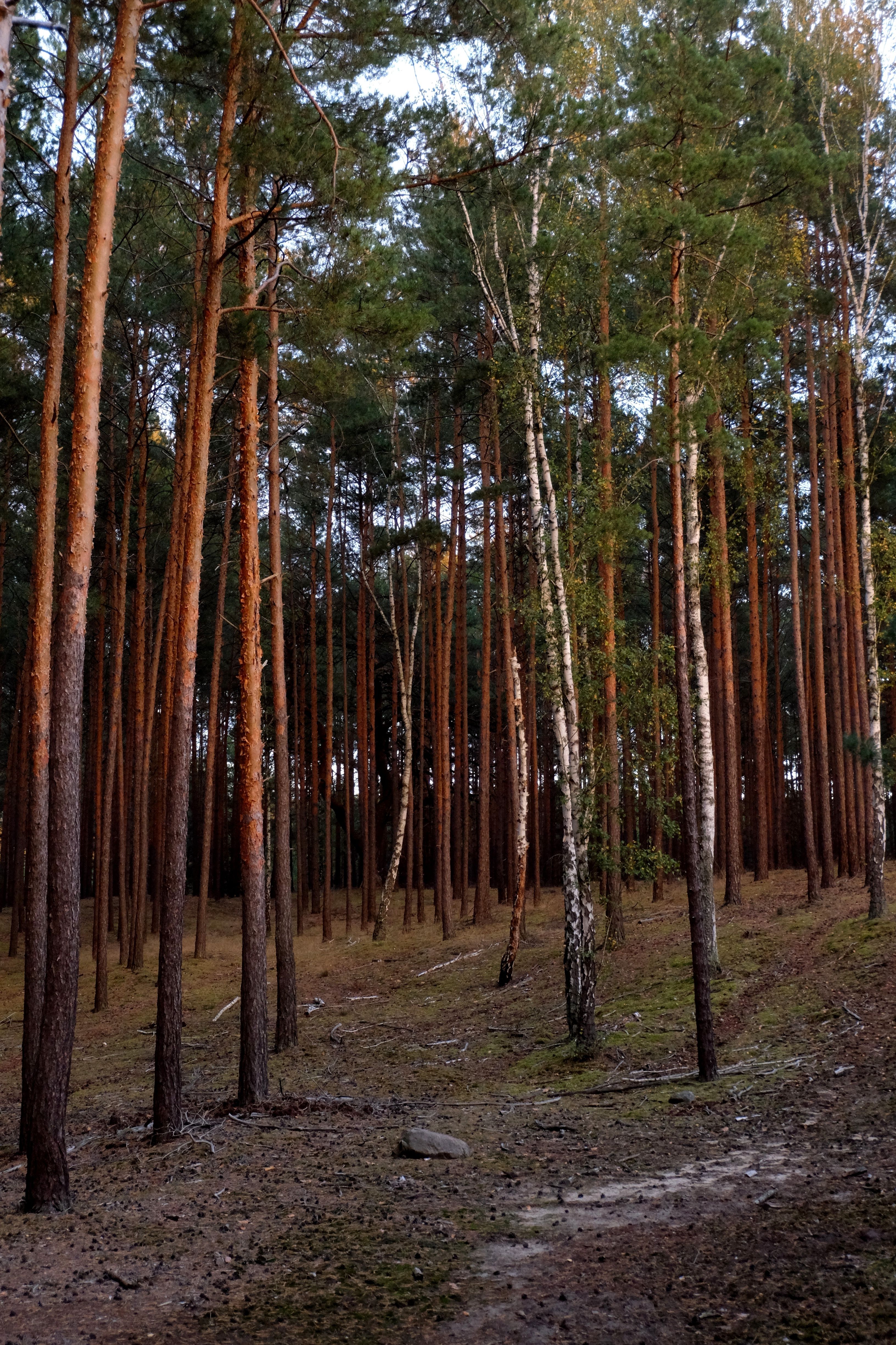 Tranquil Forest Scene with Tall Pine Trees · Free Stock Photo