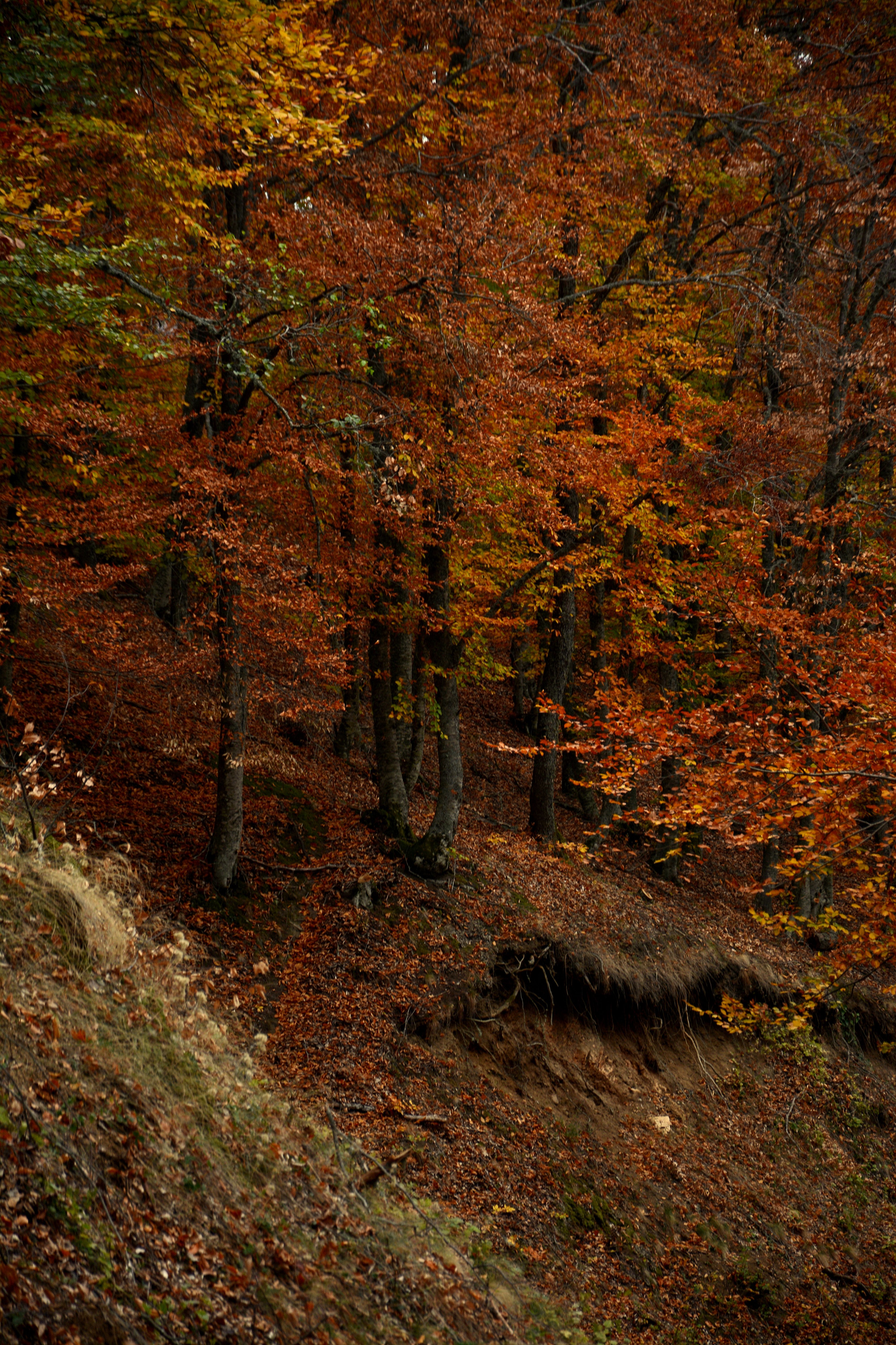 Photo of Trees During Fall · Free Stock Photo