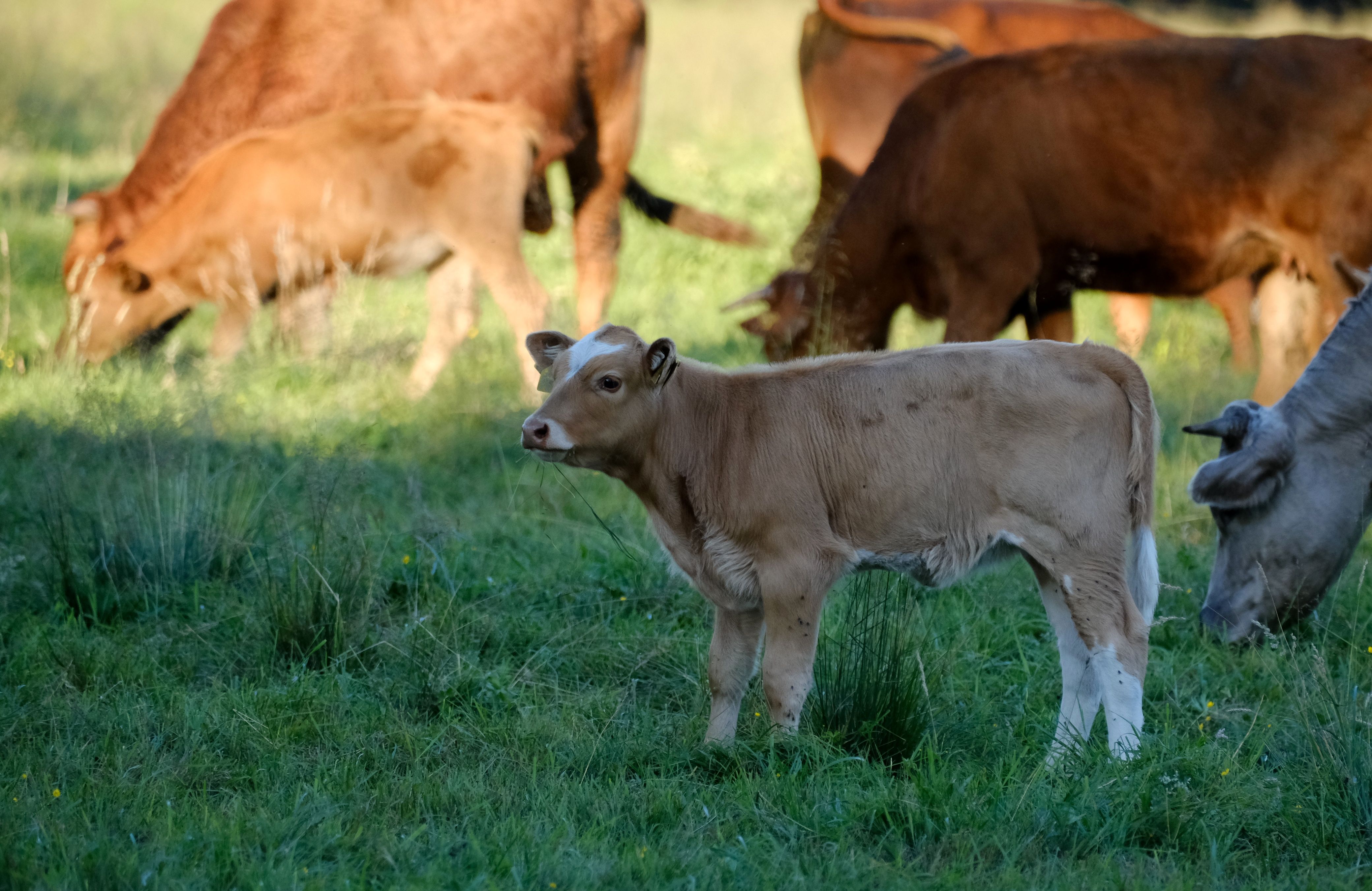 Herd of cows and calves grazing peacefully in a sunny green pasture.