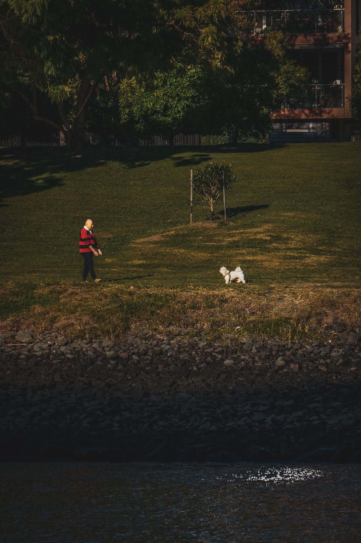 Pessoa idosa caminhando ao ar livre com um cachorro pequeno