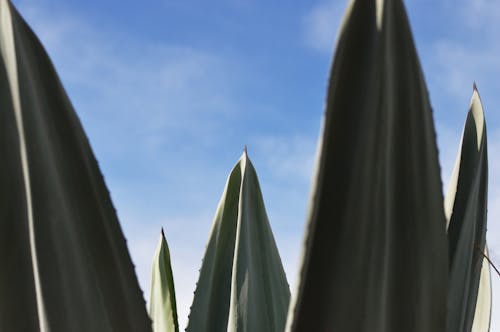 緑の長い葉の植物のクローズアップ写真