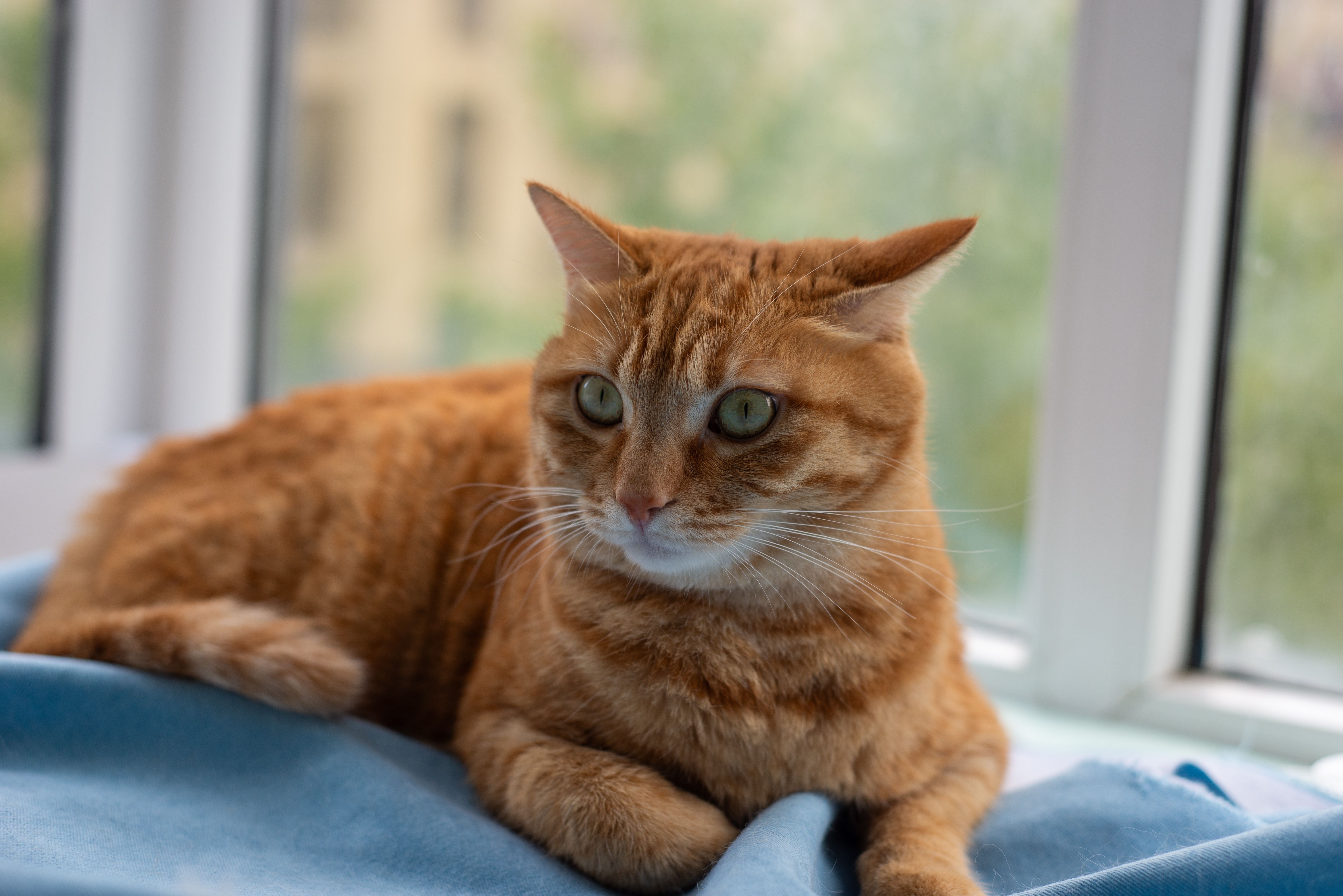 A cat undergoing diagnostic blood testing at a veterinary clinic