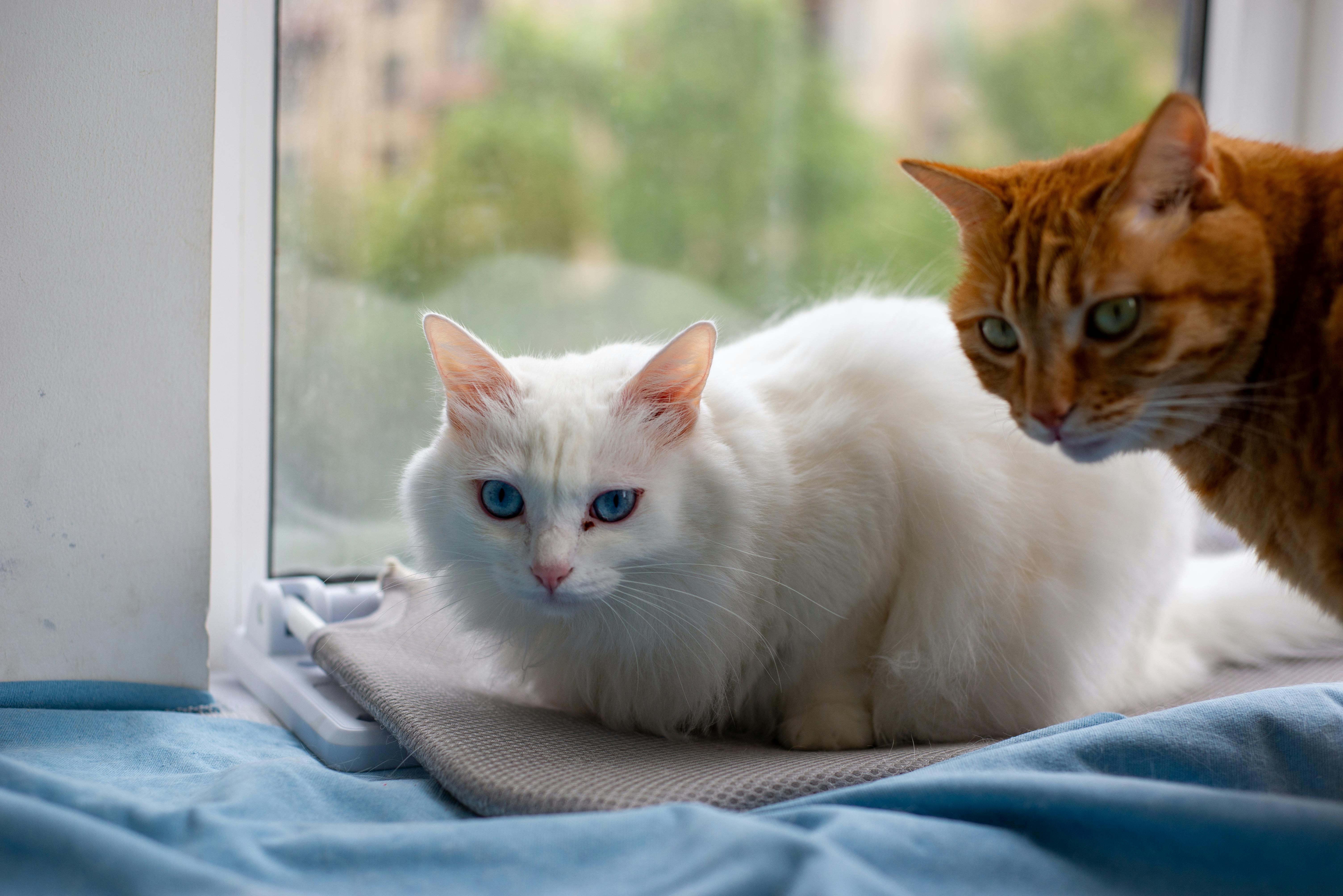 Two cats, one white with blue eyes and one orange, rest by a window indoors.