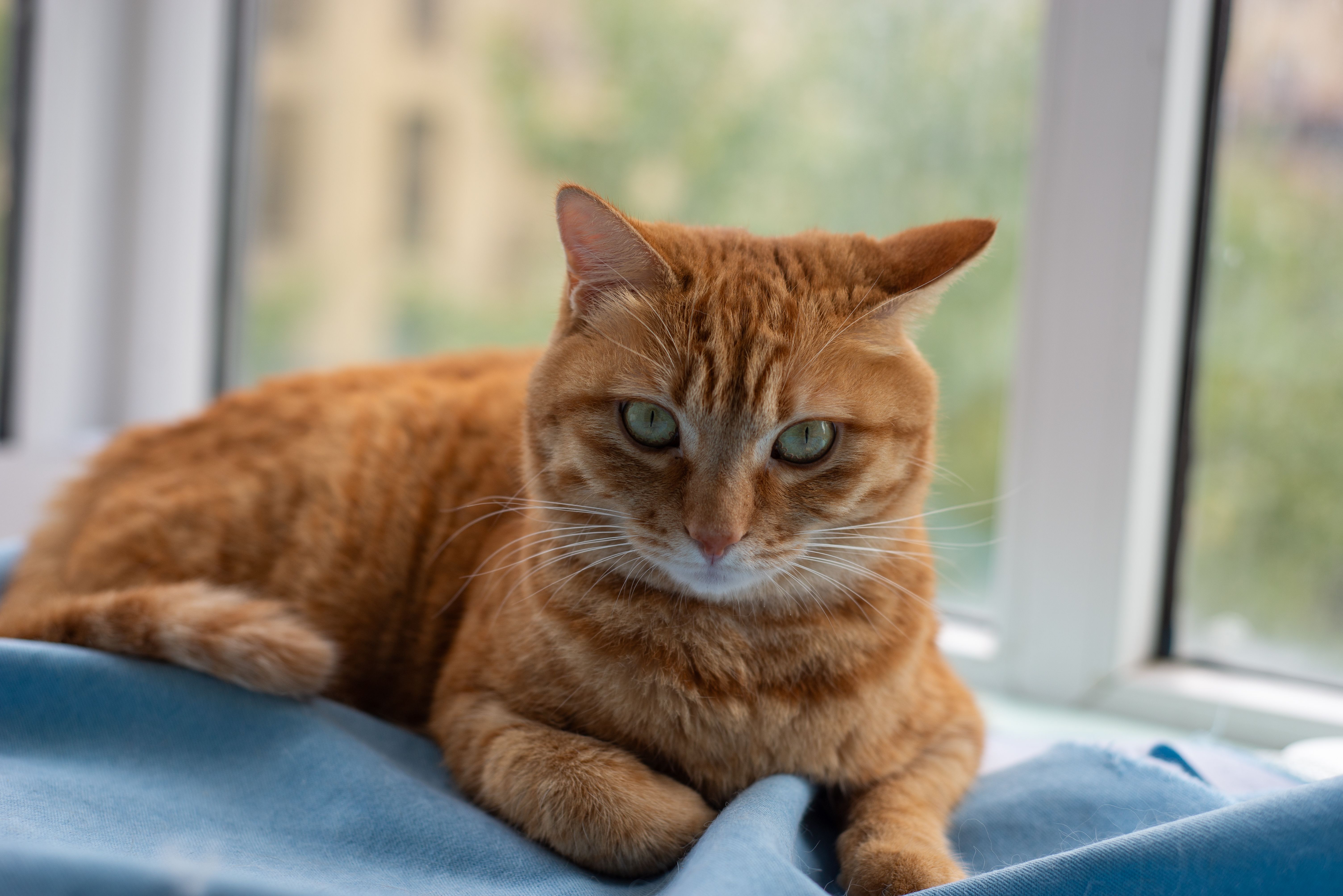 Free A relaxed ginger cat lying on a blue blanket by the window indoors. Stock Photo