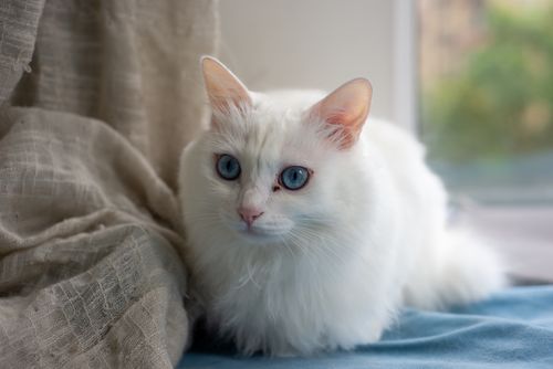Free A fluffy white cat with striking blue eyes rests by a window on a fabric surface. Ideal for feline lovers. Stock Photo