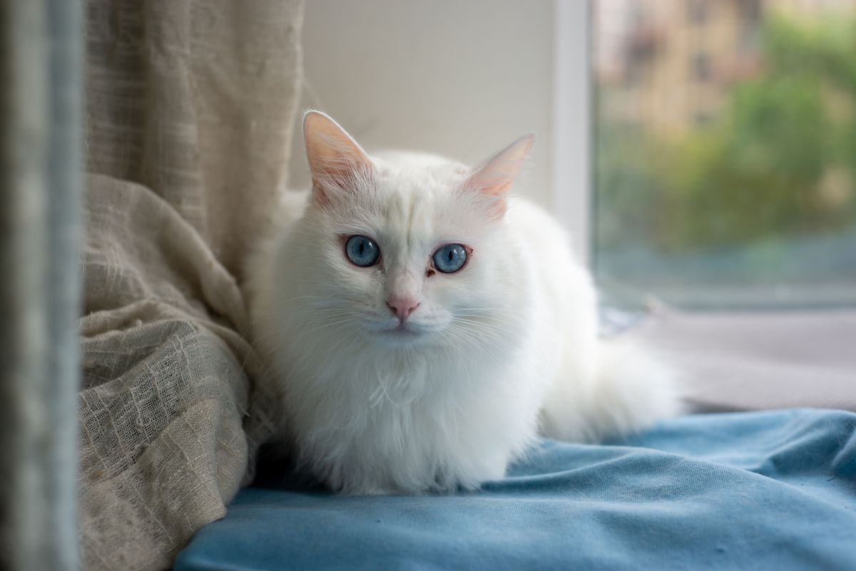 Cream, at Rest - a cat photograph in the VOID collection.