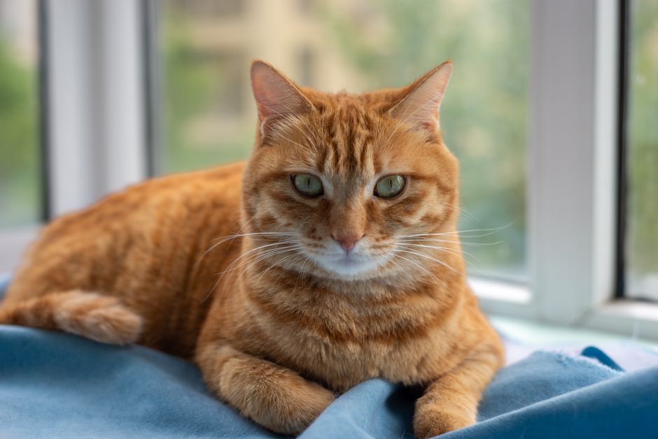 Câlins — Cat sitter à Marcq-en-Barœul