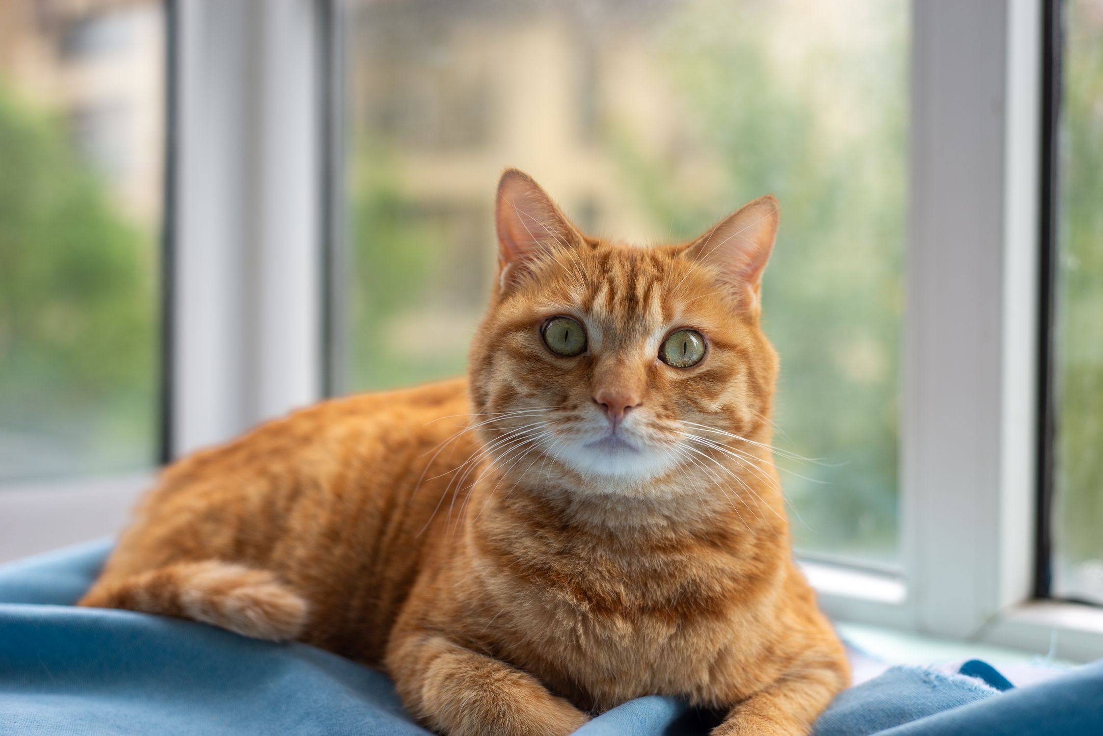 Charming Ginger Cat Relaxing on Windowsill · Free Stock Photo