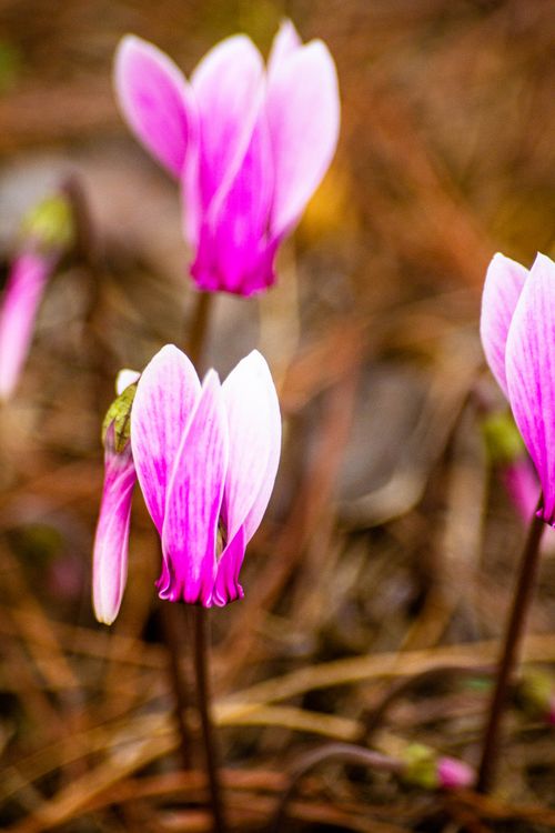 Free Close-up of vibrant pink cyclamen flowers blooming in a natural setting. Stock Photo