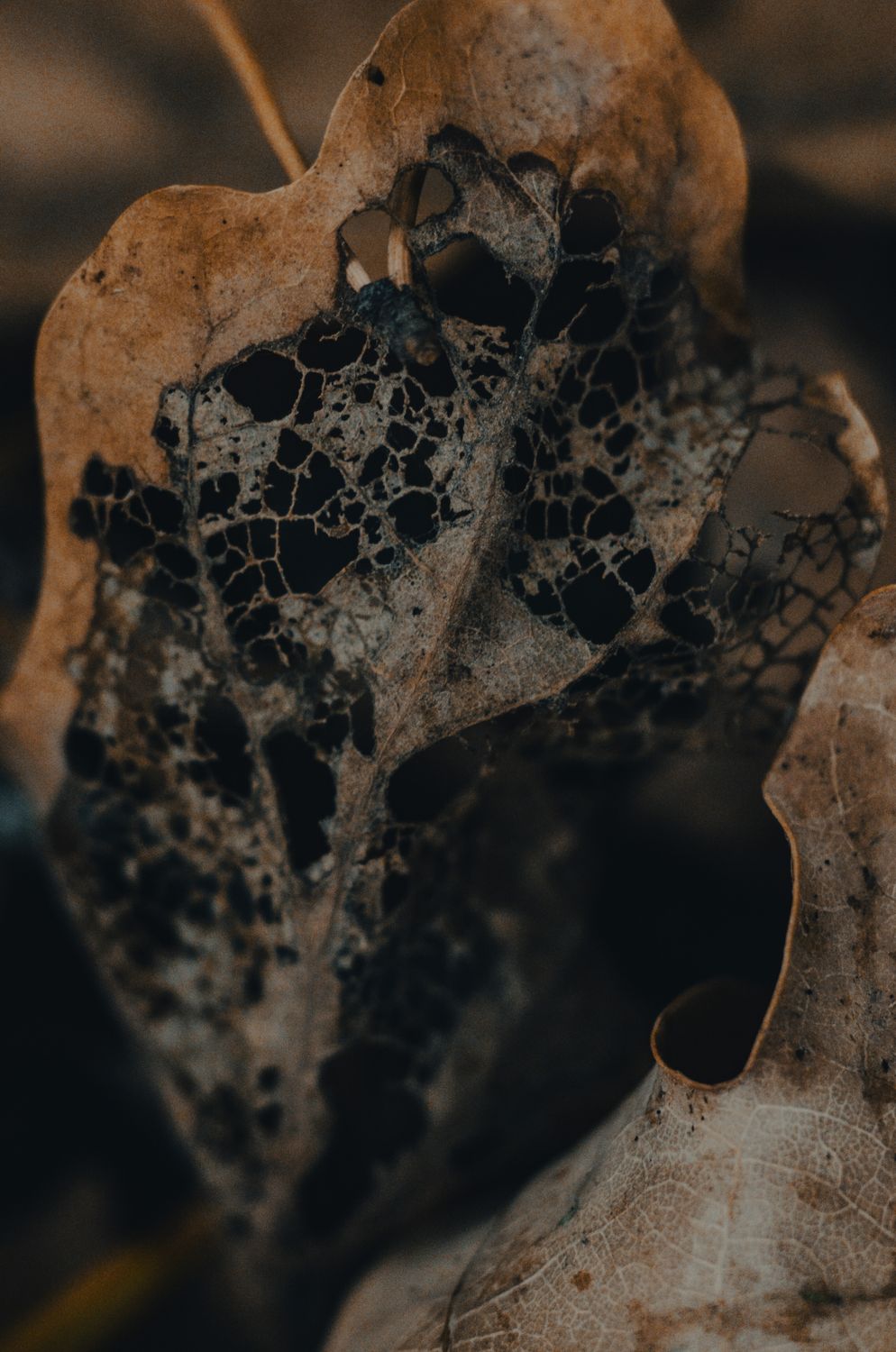 Decarying Patterns Close-up of Decaying Leaf with Intricate Patterns · Free Stock Photo