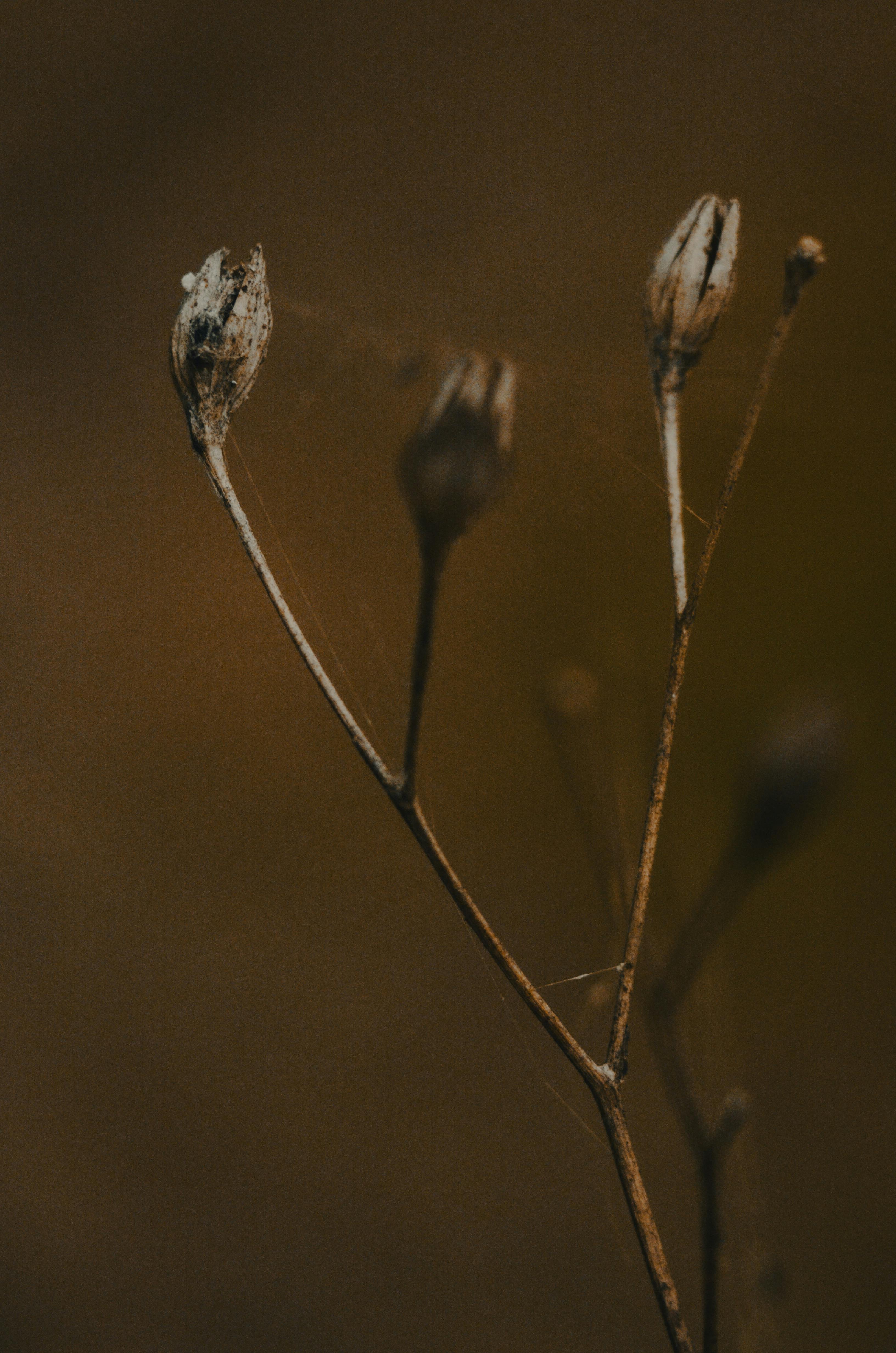 免費 特寫一株乾燥的野生植物，帶有秋天的色彩，展現出精緻的紋理和自然美。 圖庫相片