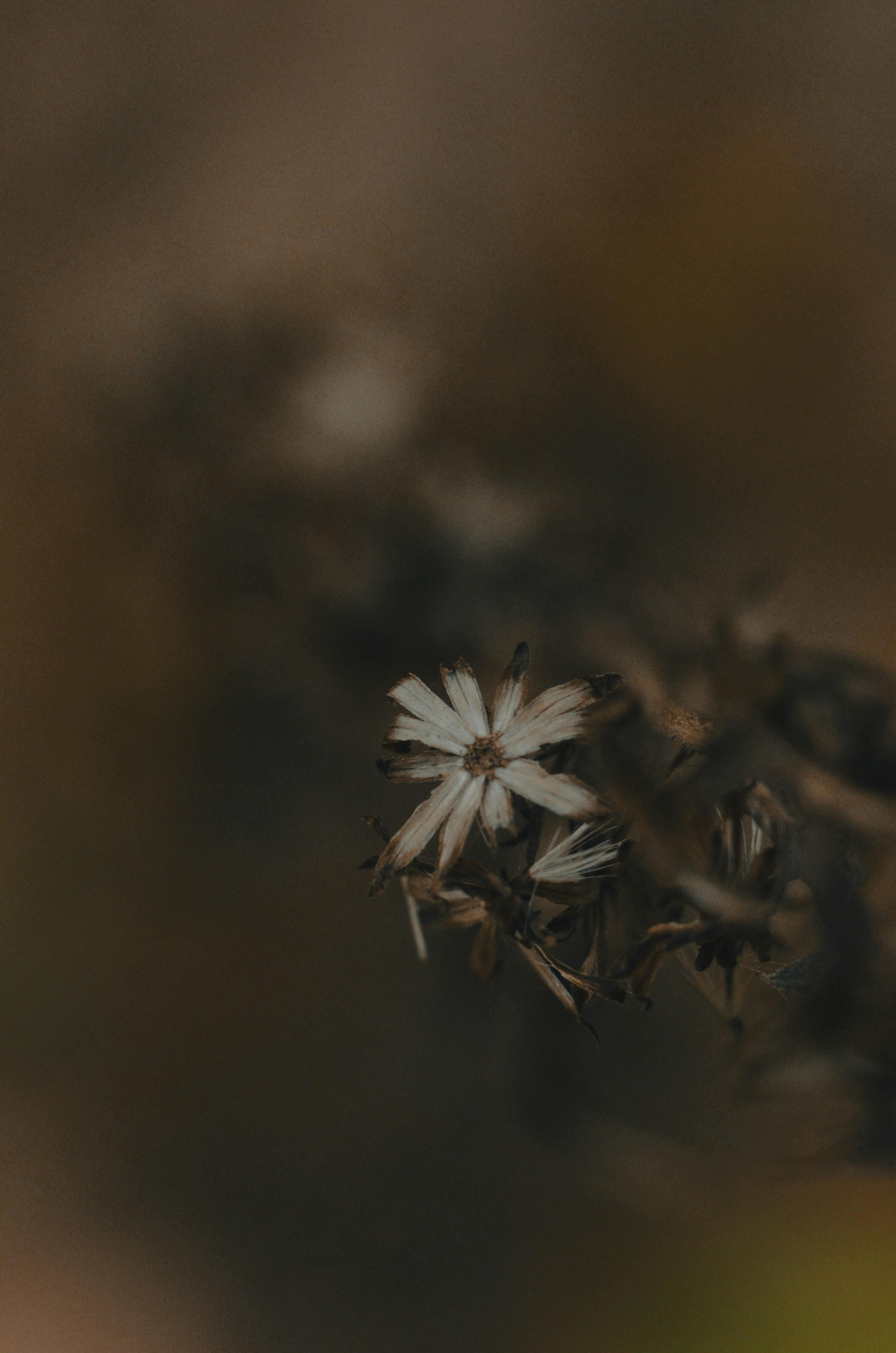 Gratis Fotografía macro de una flor marchita con un fondo suave y melancólico que resalta la belleza natural. Foto de stock
