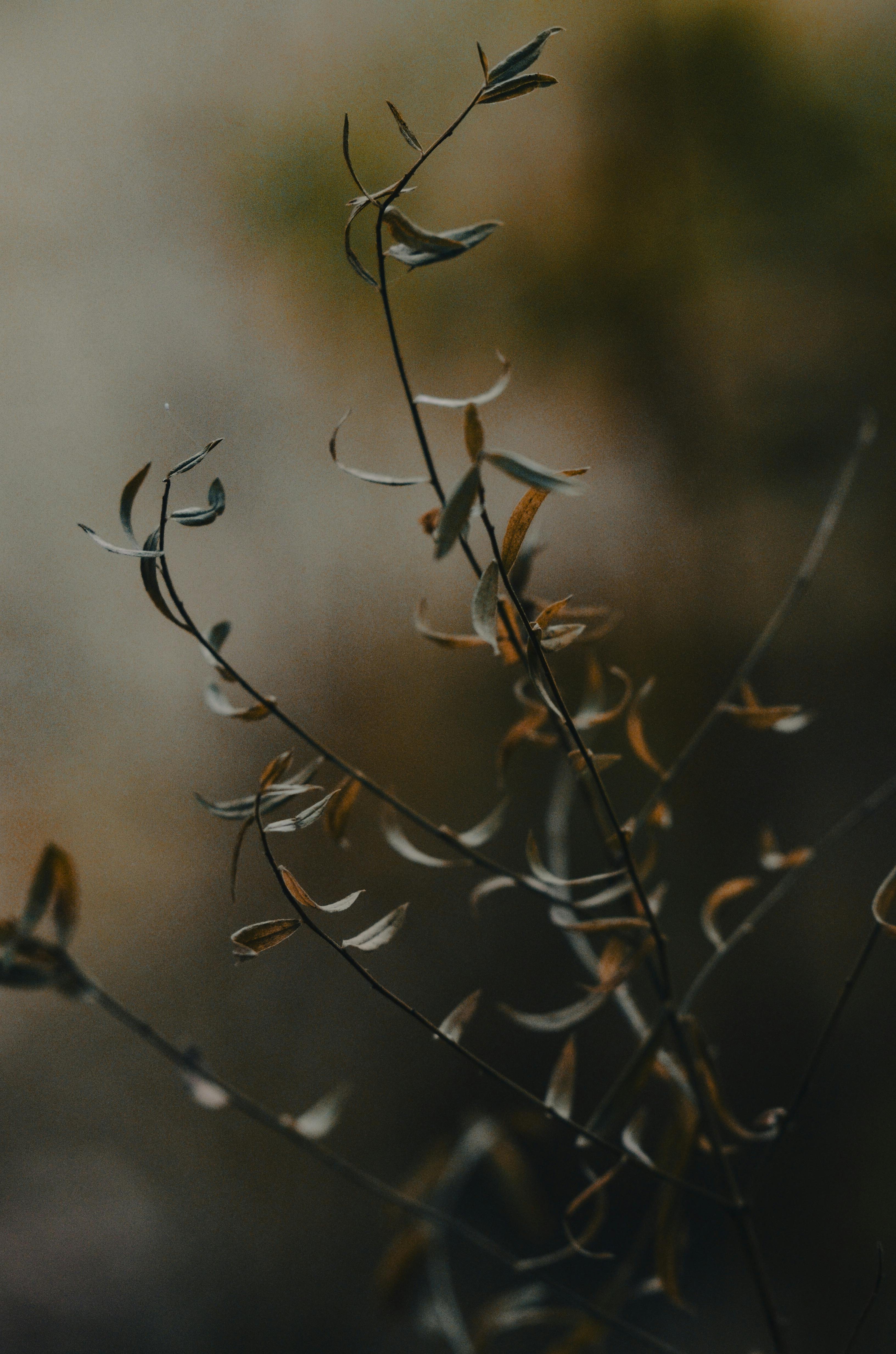 grátis Close de galhos delicados em um foco suave, cenário outonal sombrio. Foto profissional