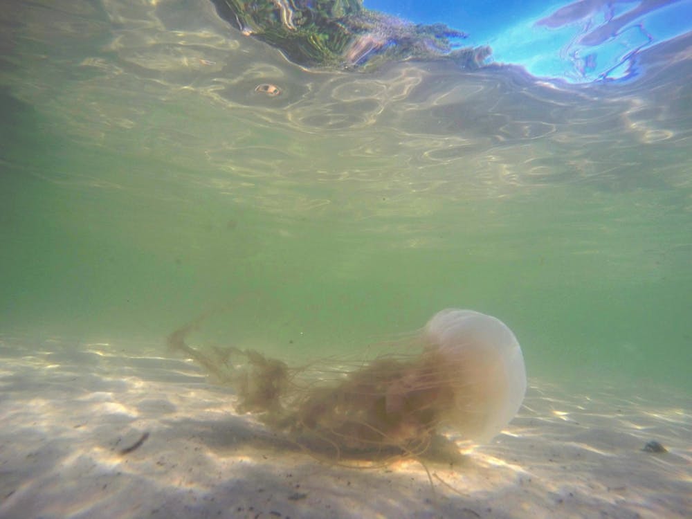 Foto profissional grátis de água, ao vivo, areia