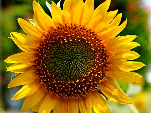 Free Bright sunflower with yellow petals, perfect for summer themes. Stock Photo