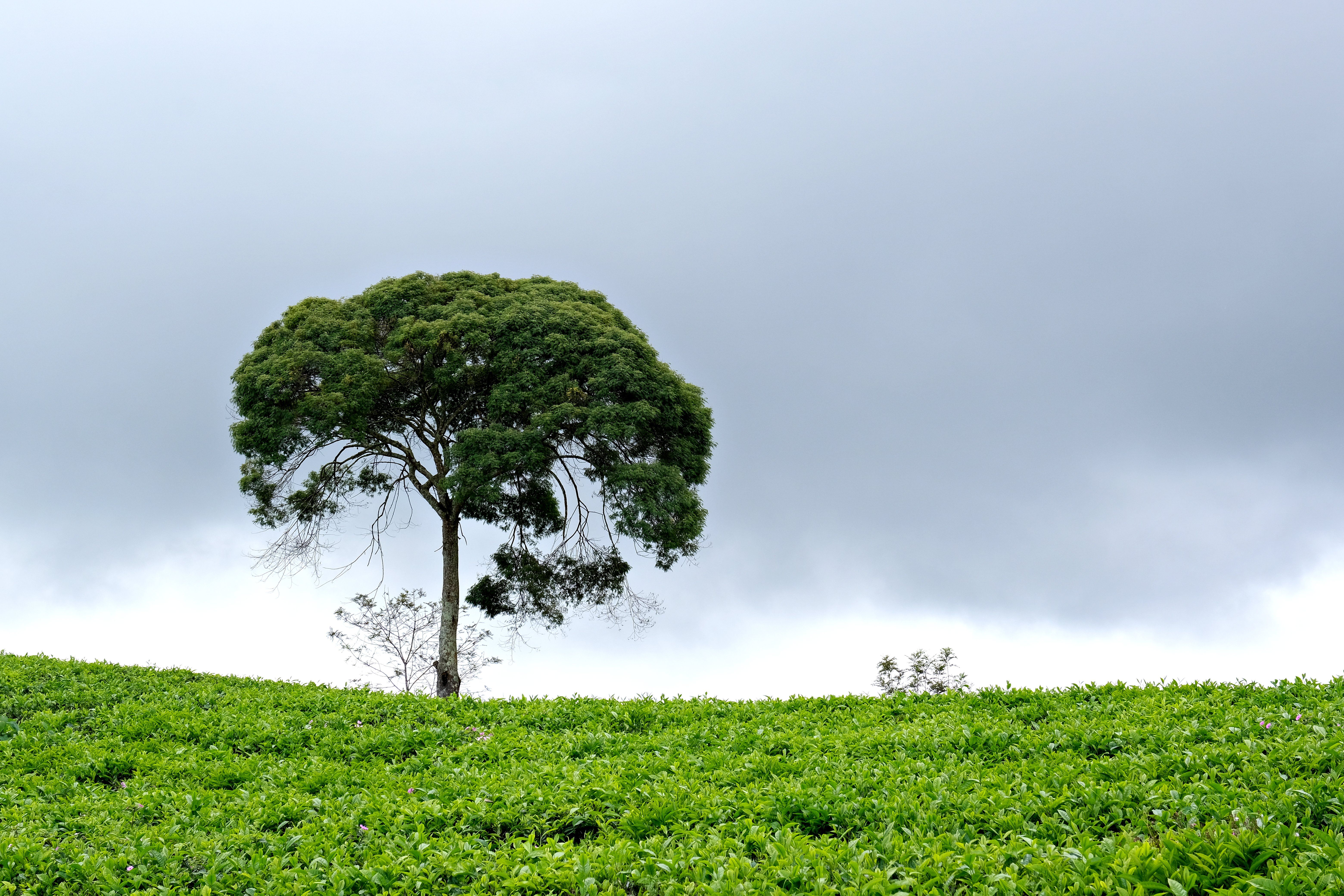 Solitary Tree in Lush Green Field Under Cloudy Sky · Free Stock Photo