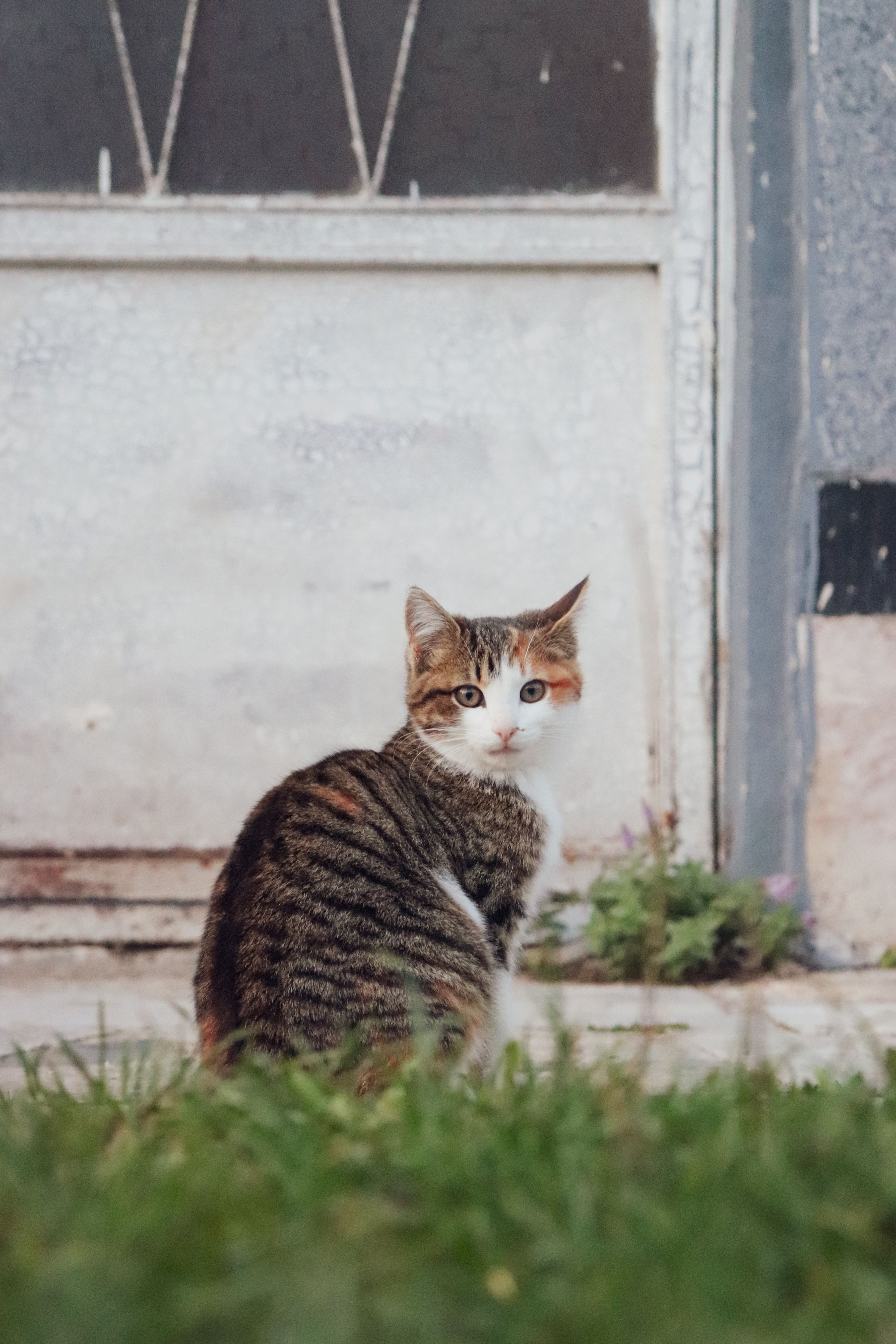 Tabby Cat Sitting Outdoors Near Rustic Door · Free Stock Photo