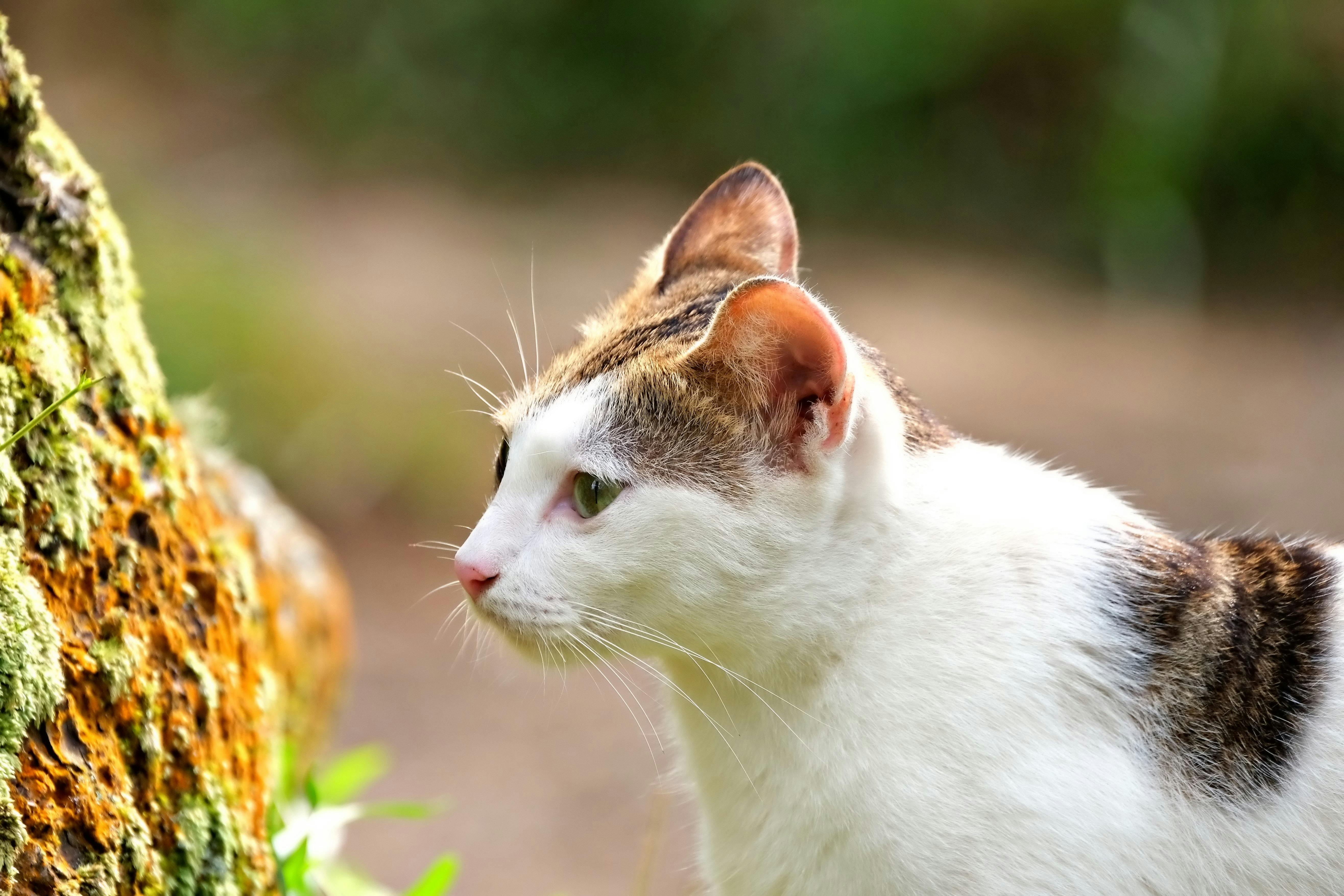 curiosidade dos animais