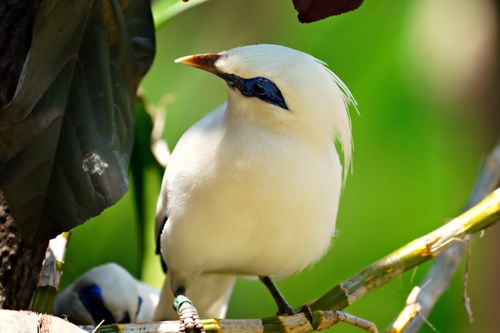 Free Bali Myna bird with distinctive white plumage perched on bamboo. Stock Photo