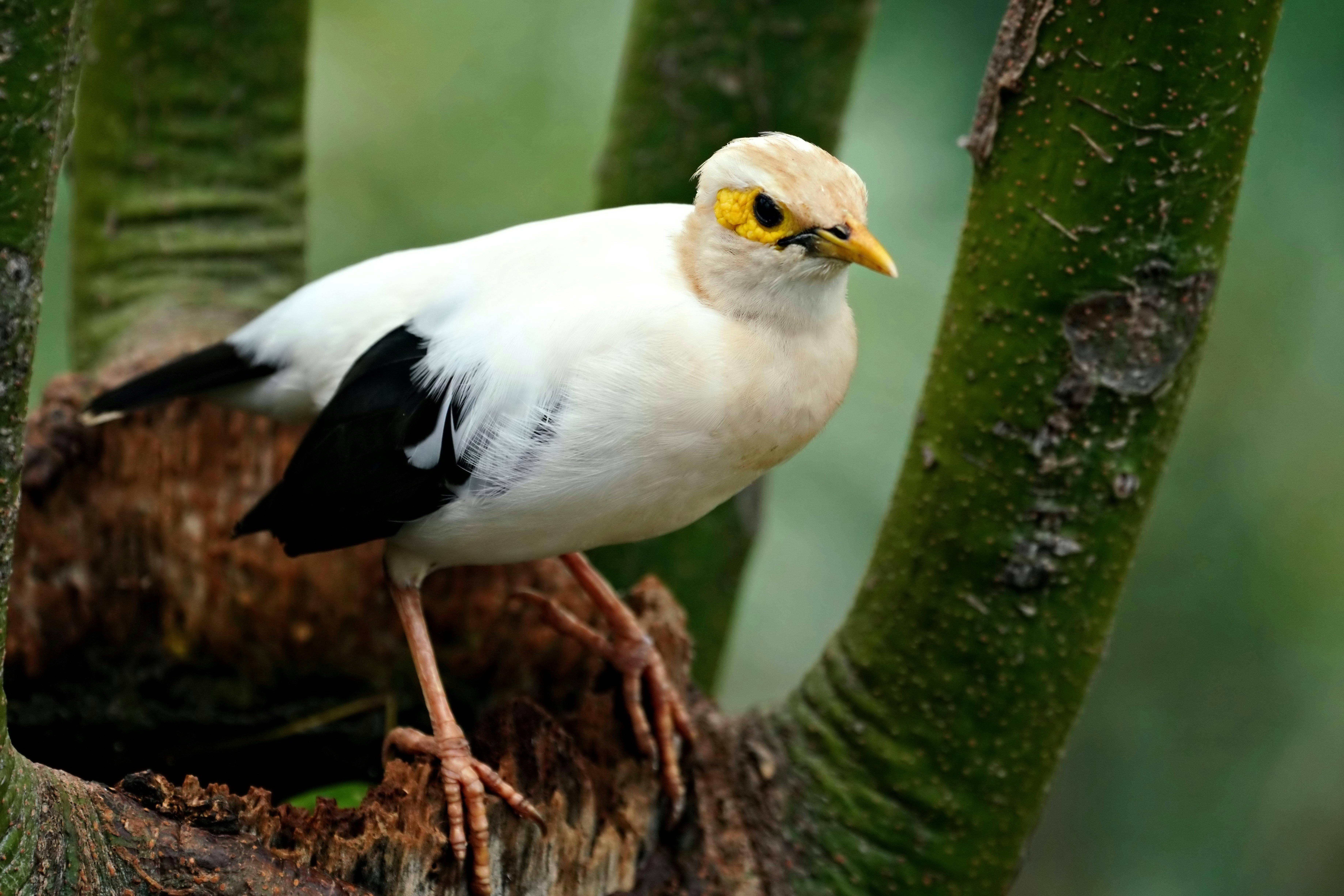 Eco-Friendly Modifications Revolutionizing Conservation Efforts