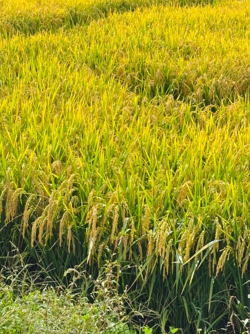 Free Close-up of a ripe rice field with golden hues under a clear sky, ready for harvest. Stock Photo