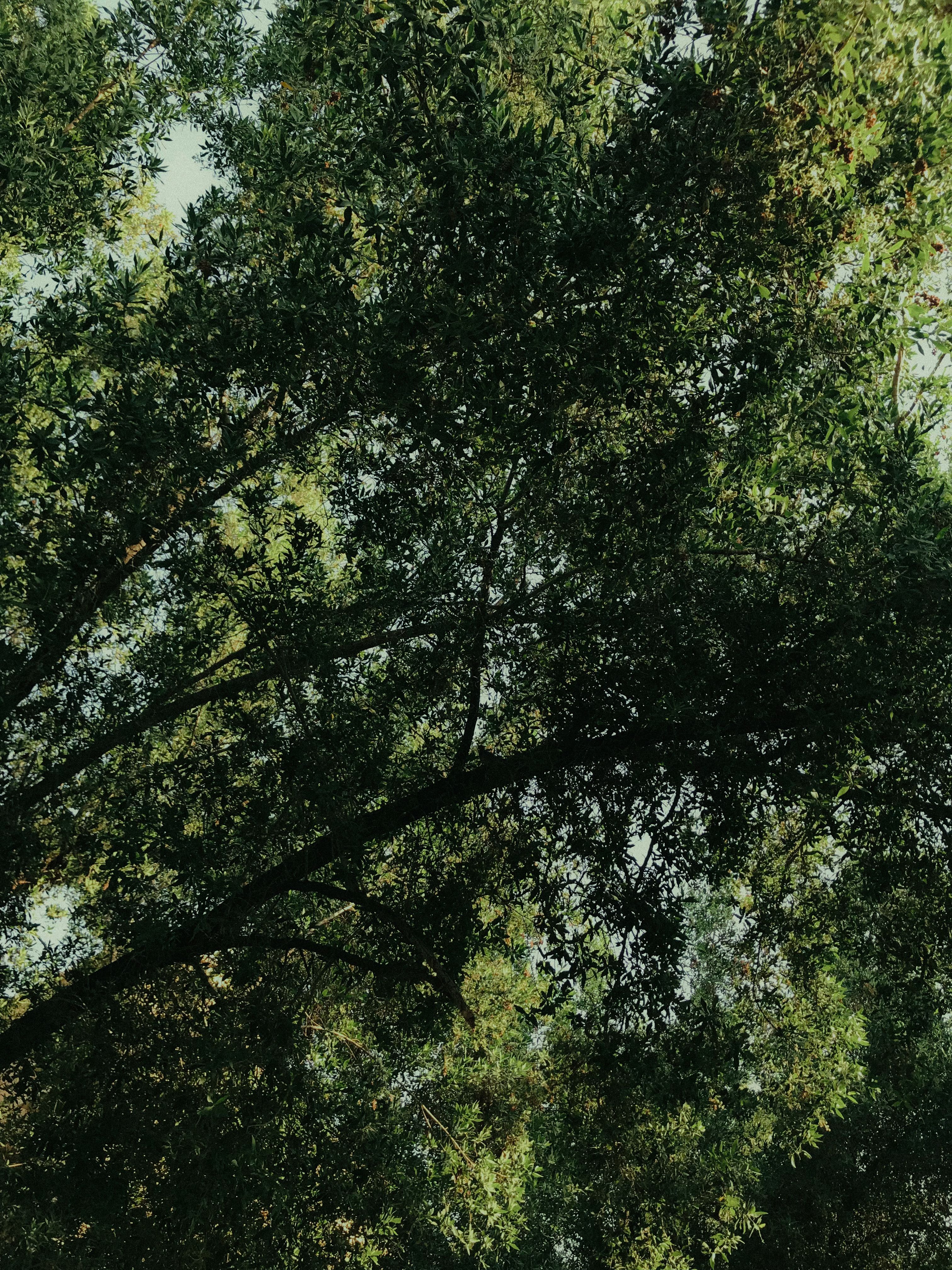 Lush Green Canopy of Trees in Sunlit Forest · Free Stock Photo