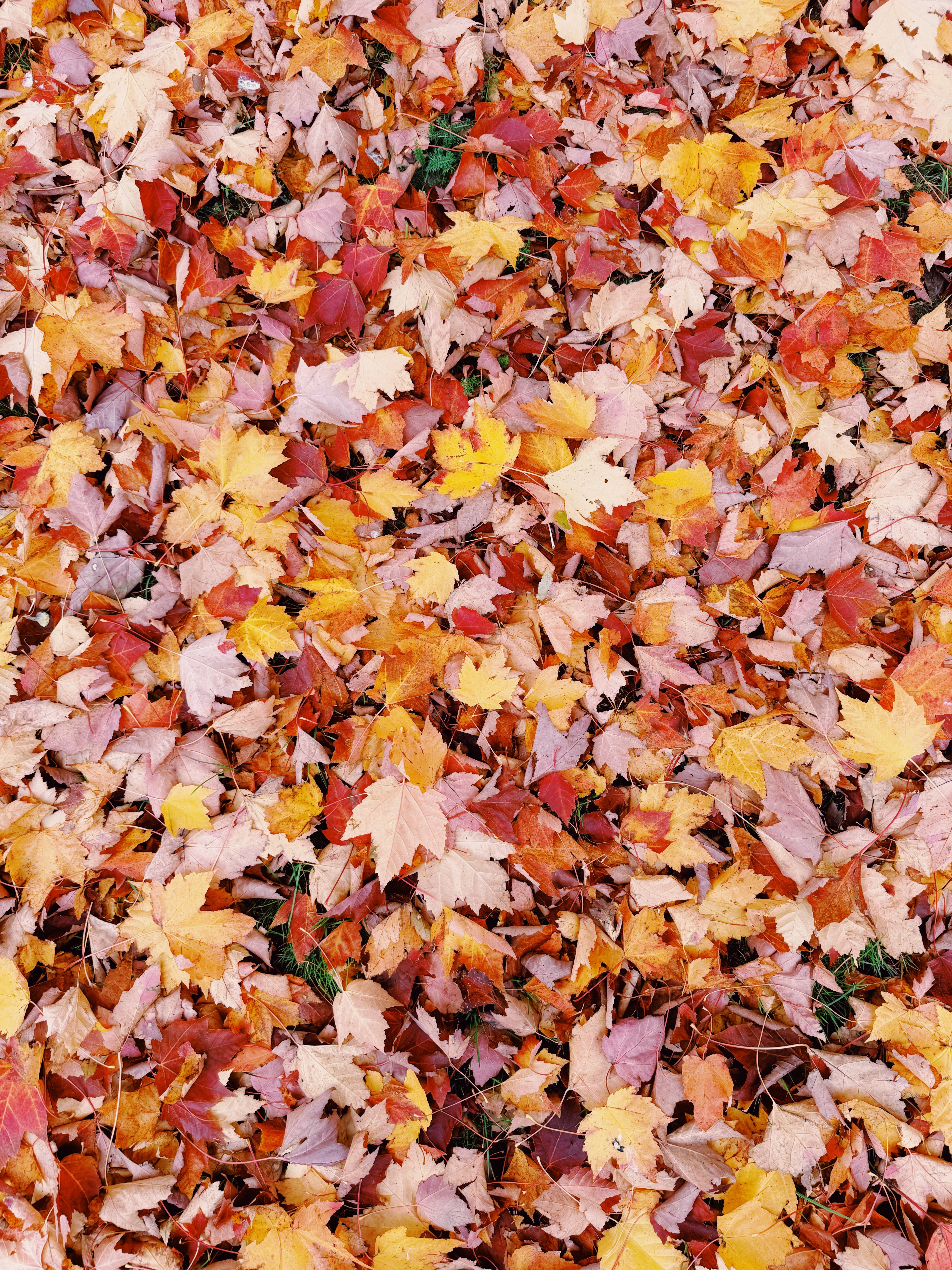 A colorful array of autumn leaves covering the ground, showcasing fall's vibrant hues.