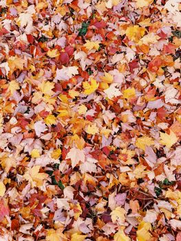 A colorful array of autumn leaves covering the ground, showcasing fall's vibrant hues.. pexels, colorful, array
