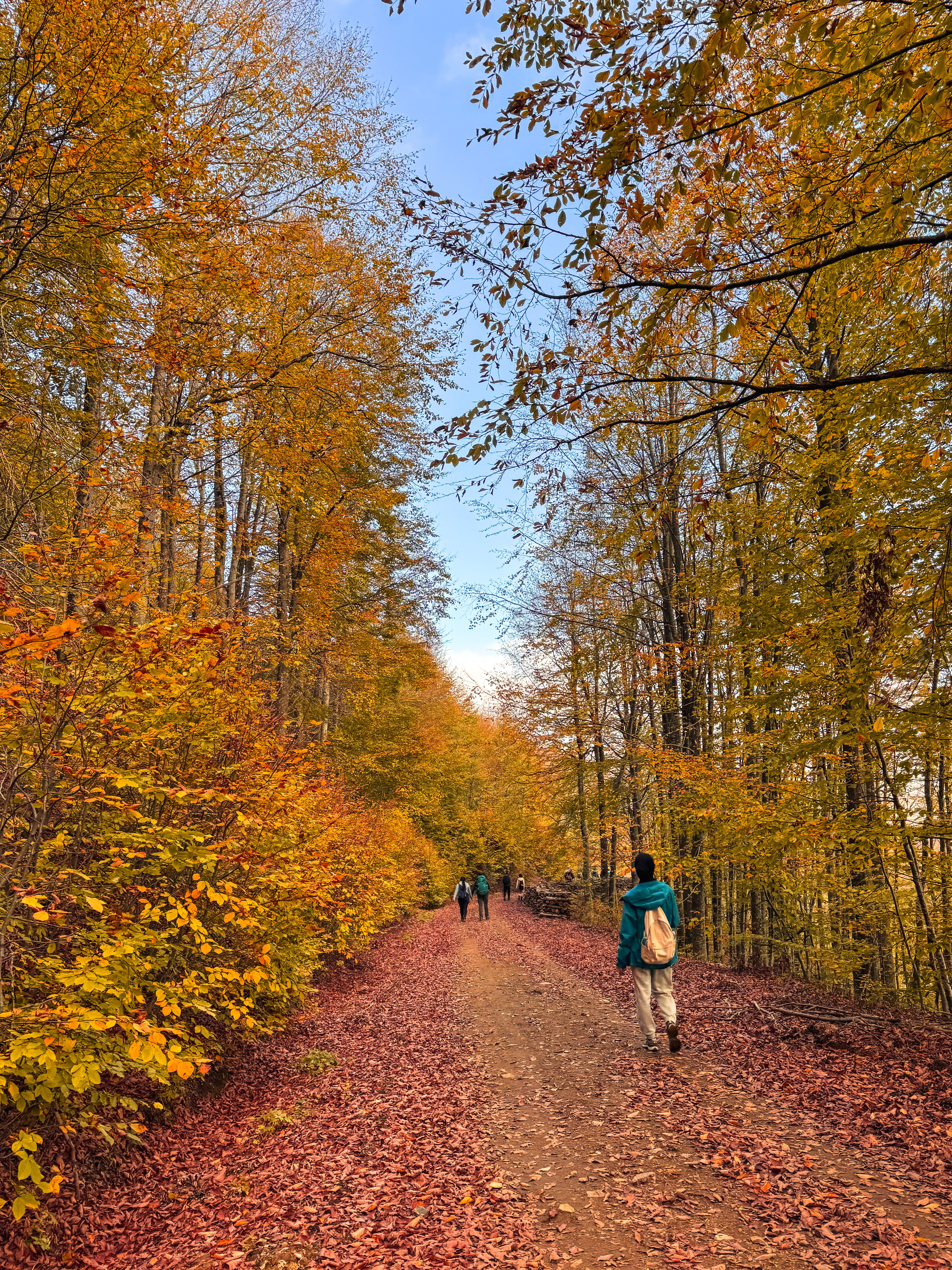 Serene Autumn Forest Walk with Vibrant Foliage · Free Stock Photo