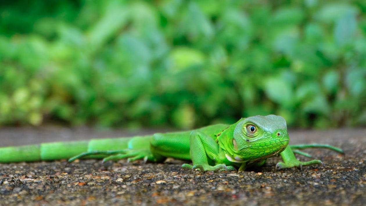 녹색 도마뱀의 매크로 사진
