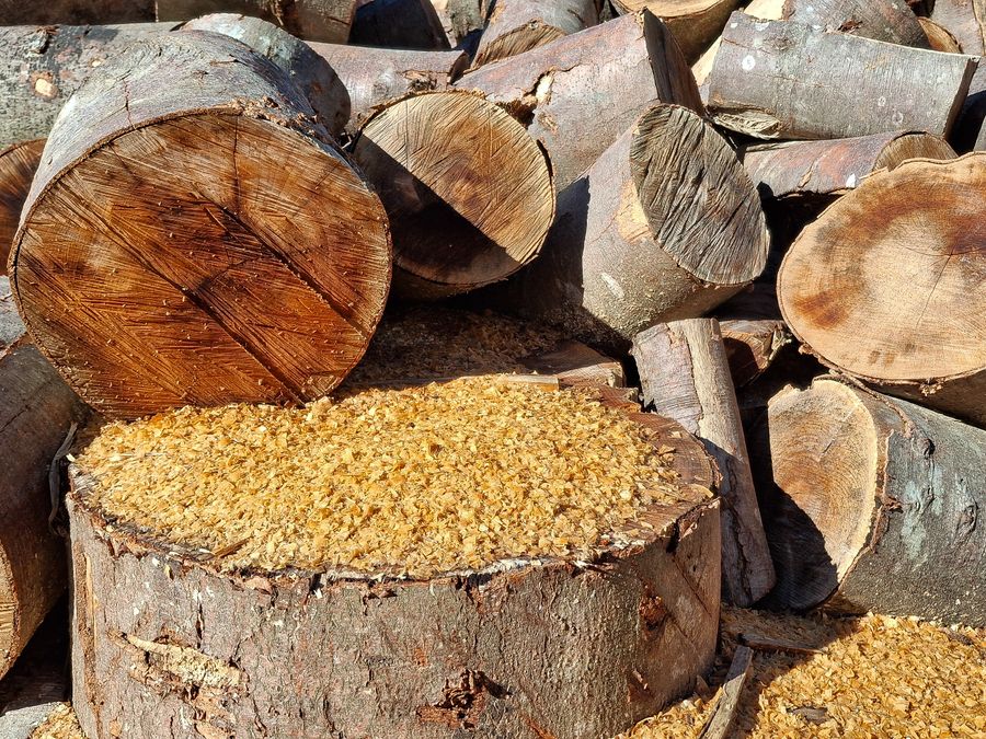 Freshly cut timber logs and sawdust, raw material used to manufacture Nusa Wood Pellet biomass fuel
