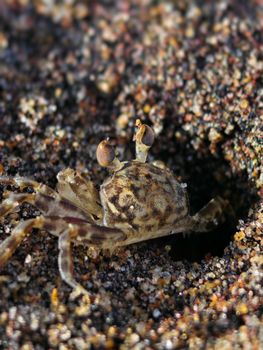 Detailed macro shot of a sand crab burrowing into colorful grains of sand on a beach.