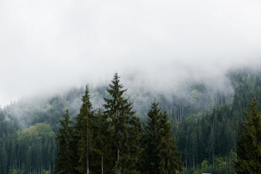 Serene view of mist-covered forested mountains in the Carpathians, Ukraine.