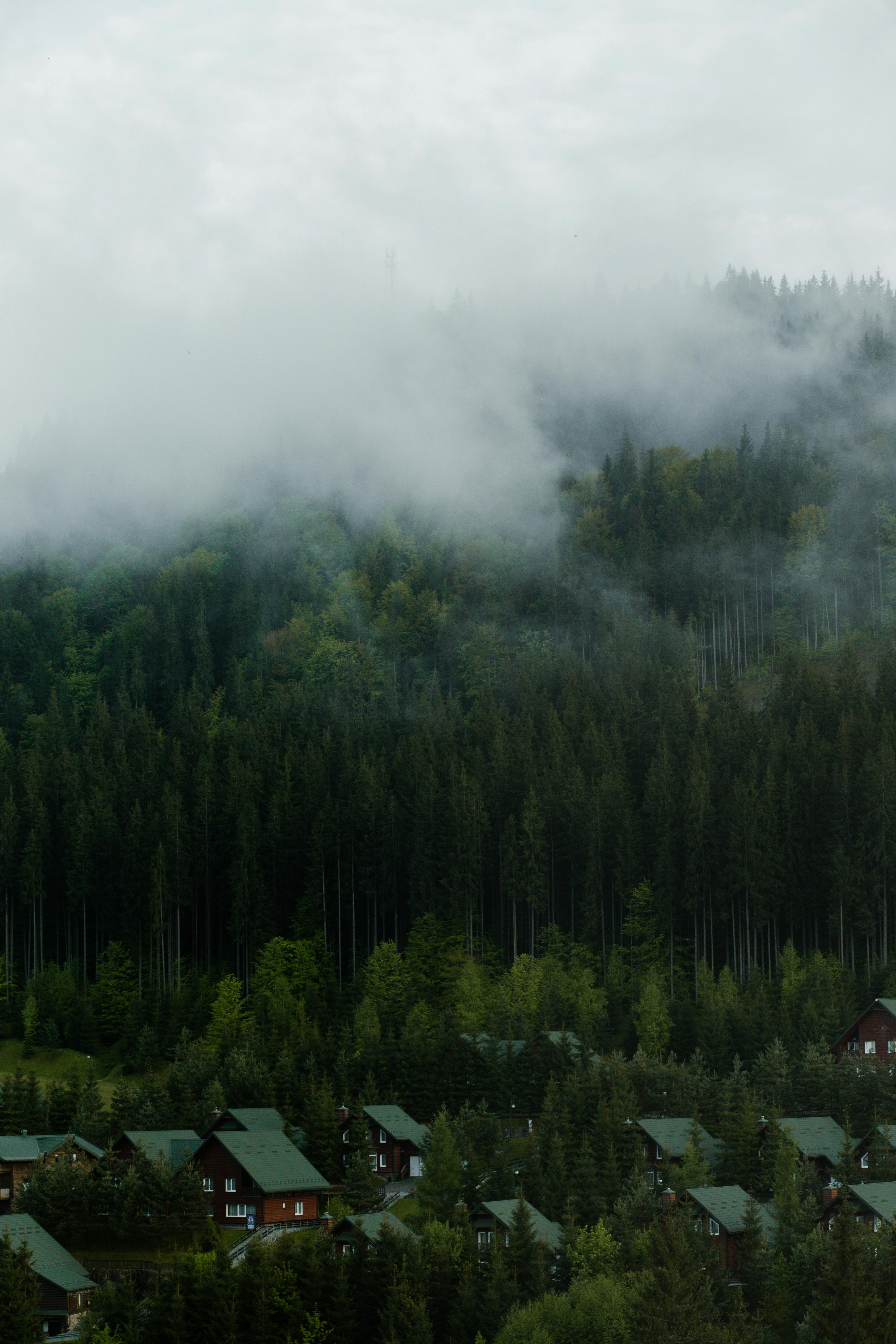 Foggy Carpathian landscape with lush forest and cozy cabins in Bukovel.
