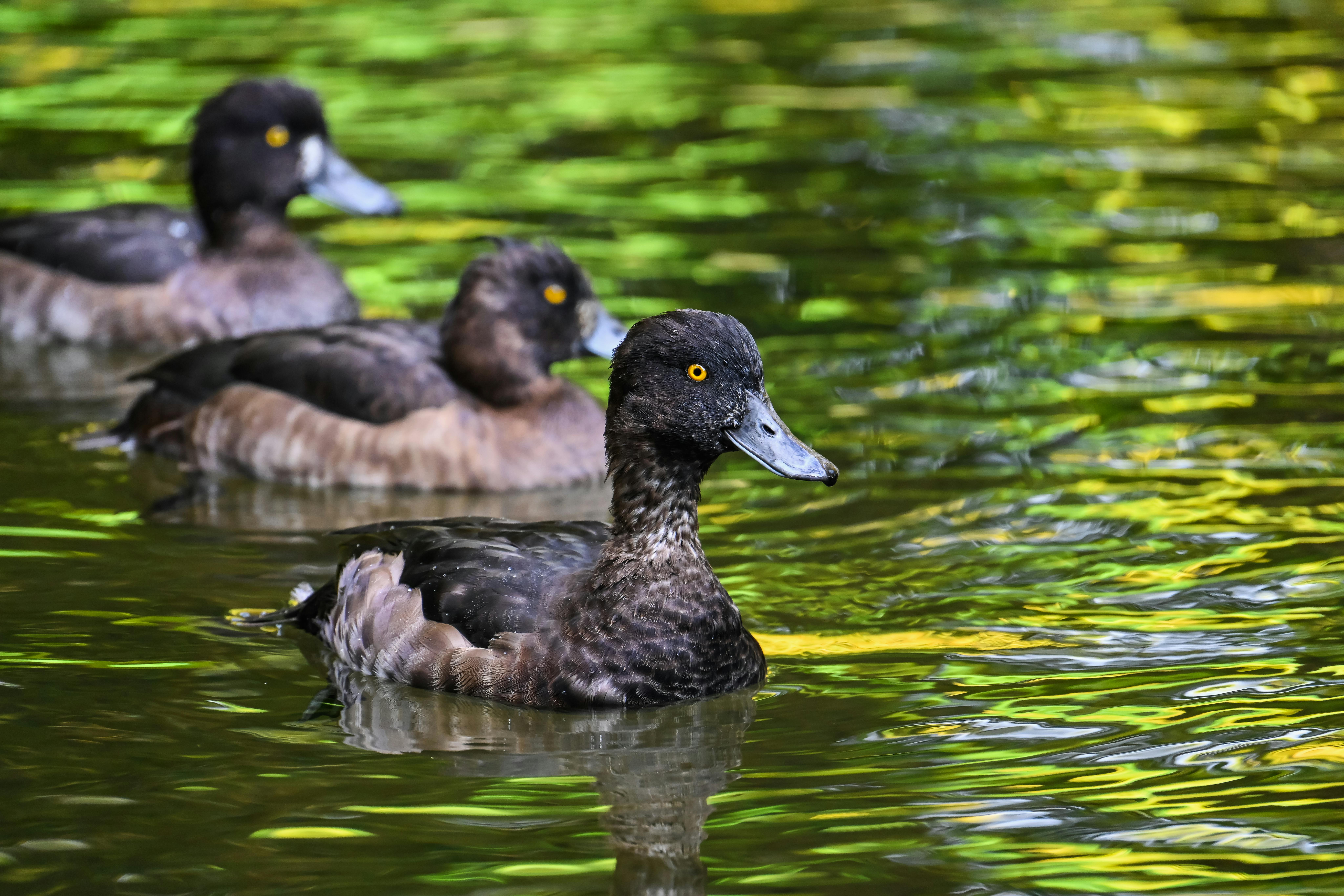 curiosidades sobre patos
