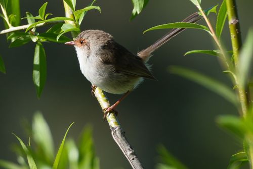 Free A delicate small bird perched on a branch amidst lush greenery, showcasing nature's elegance. Stock Photo