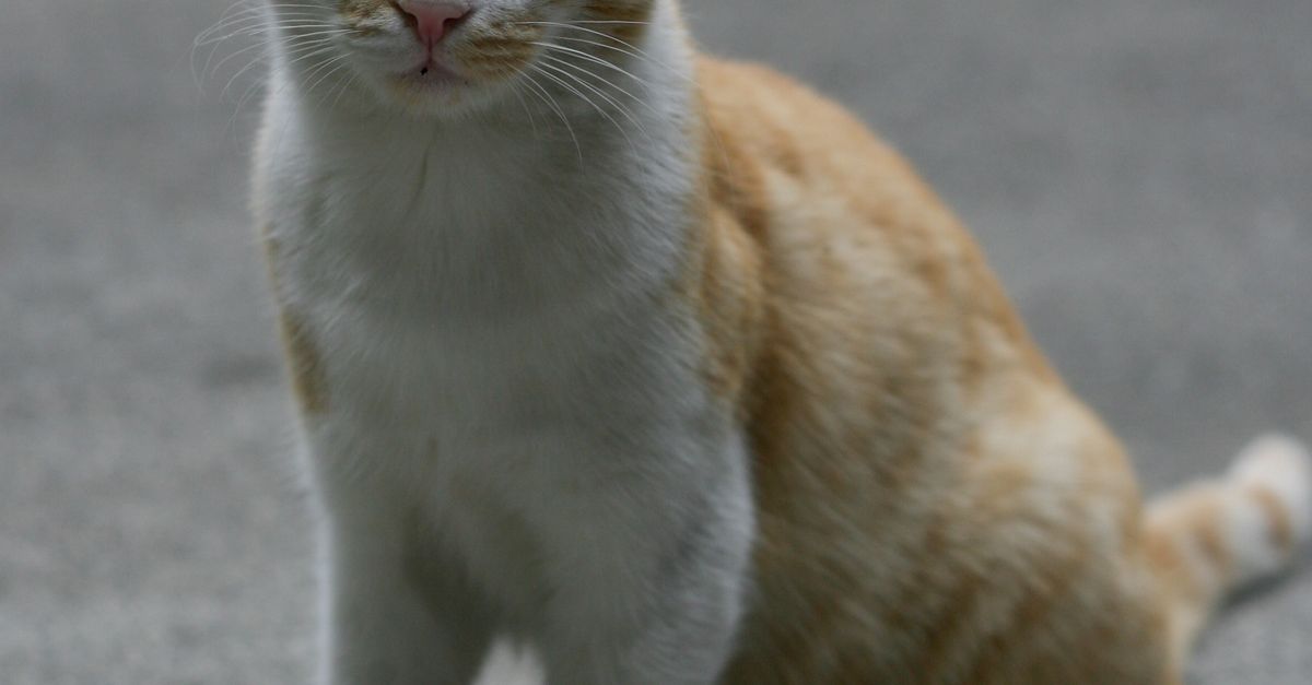 姜猫和白猫坐在人行道上 · 免费素材图片