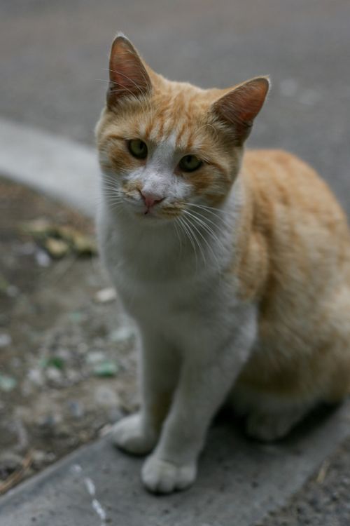 Ginger and White Cat on a Sidewalk · Free Stock Photo