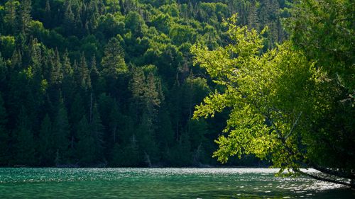 Free Serene landscape of a dense green forest bordering a calm lake under bright daylight. Stock Photo