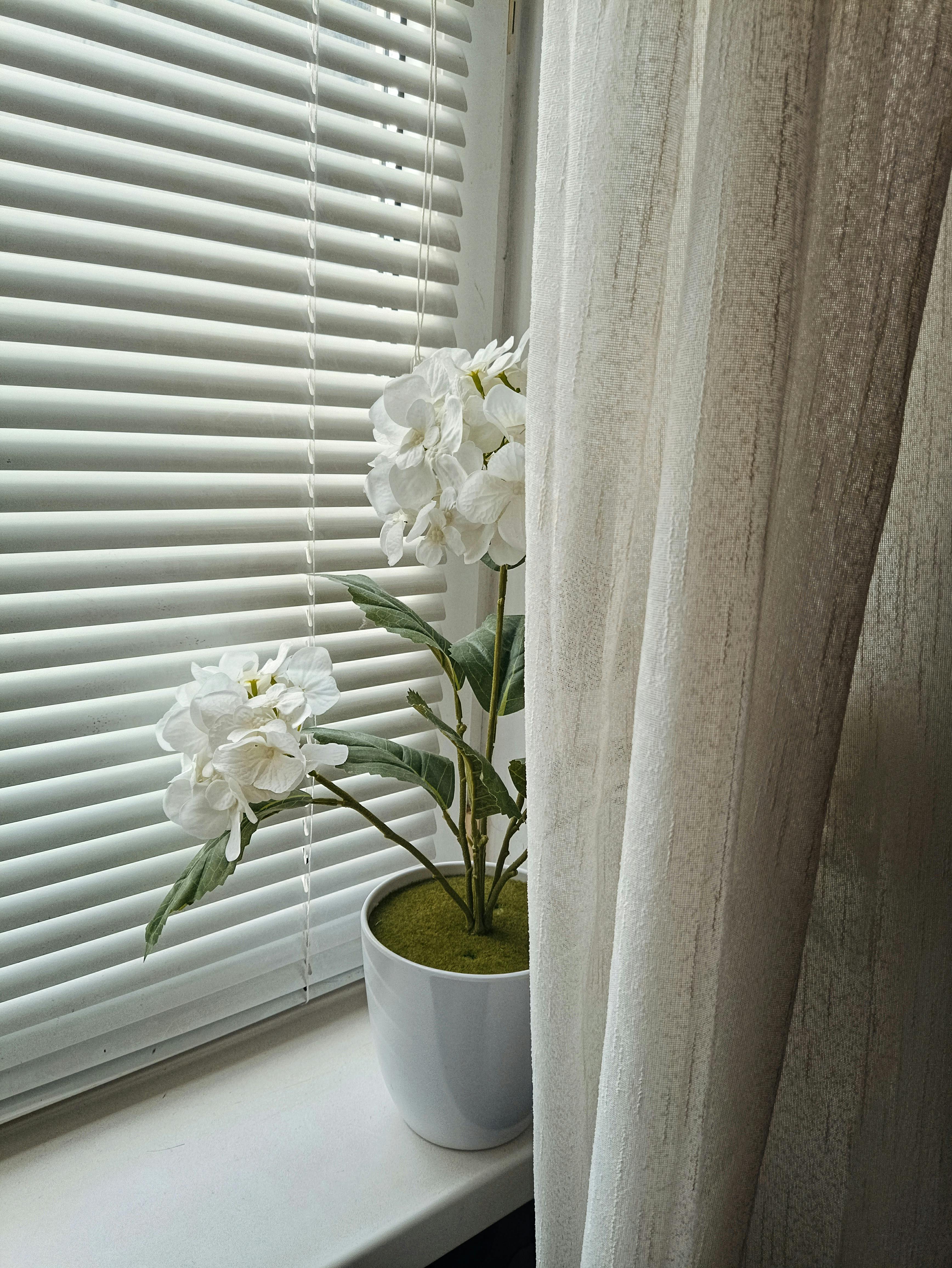 Gratuit Hortensie Albă în Ghiveci Pe Pervaz Fotografie de stoc