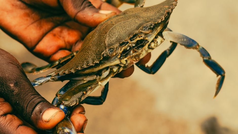 Detailed image of a crab being carefully held by two hands, outdoors.