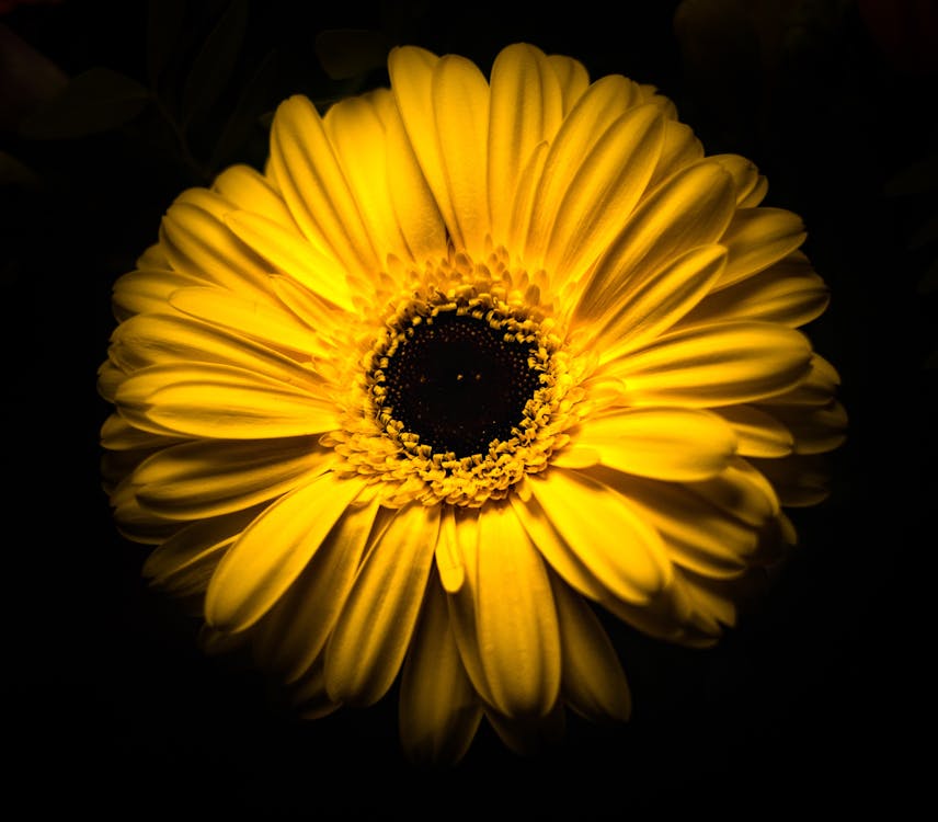 免费 黄色雏菊花 素材图片