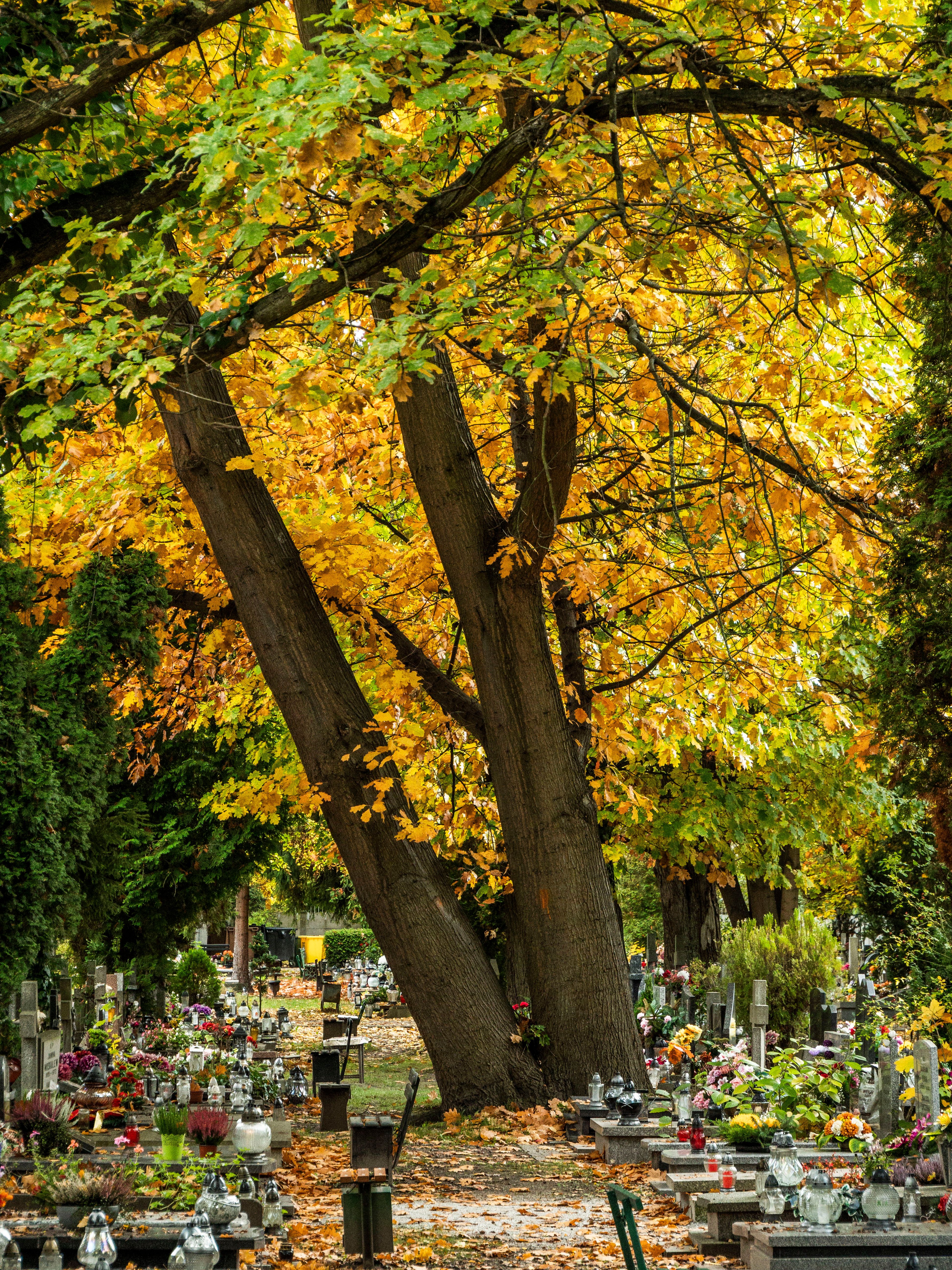 Colorful Autumn Scene in Historical Cemetery · Free Stock Photo