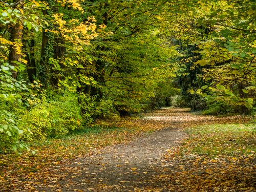 Free Peaceful forest path covered with autumn leaves, ideal for nature lovers. Stock Photo
