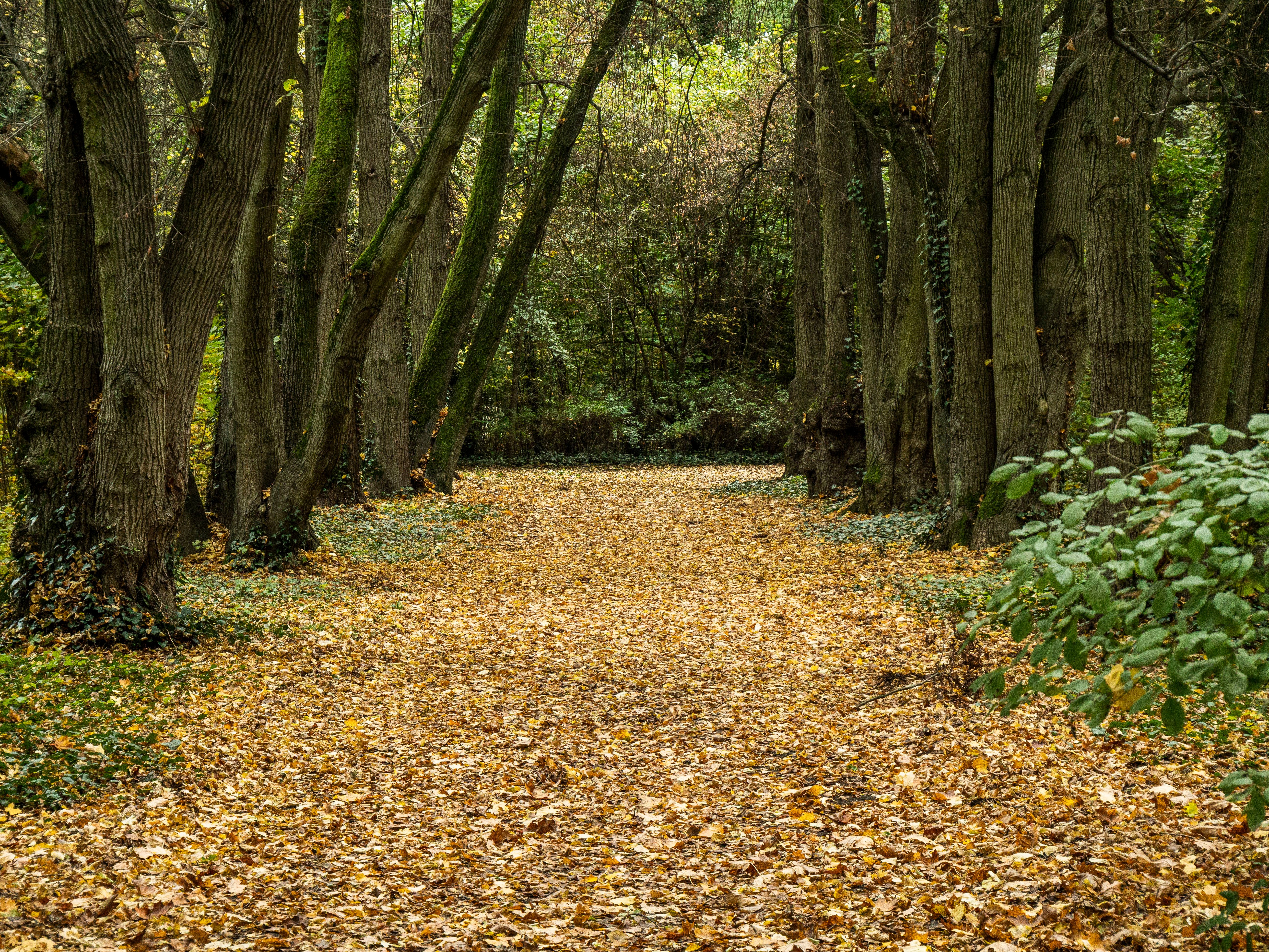 Serene Forest Pathway Covered in Autumn Leaves · Free Stock Photo